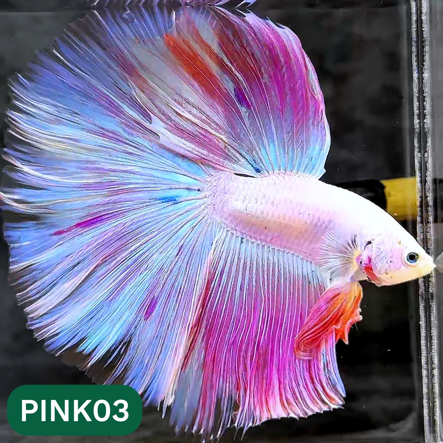 Pink Halfmoon Male Betta Fish | You Pick Fish | Order Directly From Farm