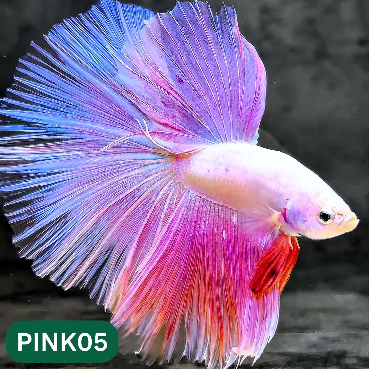 Pink Halfmoon Male Betta Fish | You Pick Fish | Order Directly From Farm