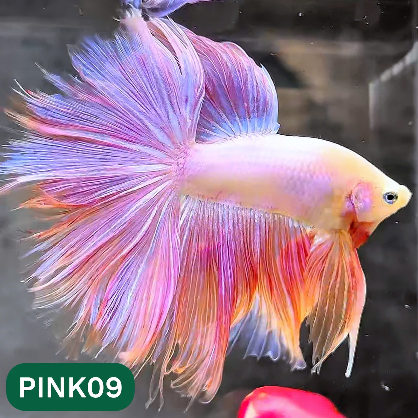 Pink Halfmoon Male Betta Fish | You Pick Fish | Order Directly From Farm