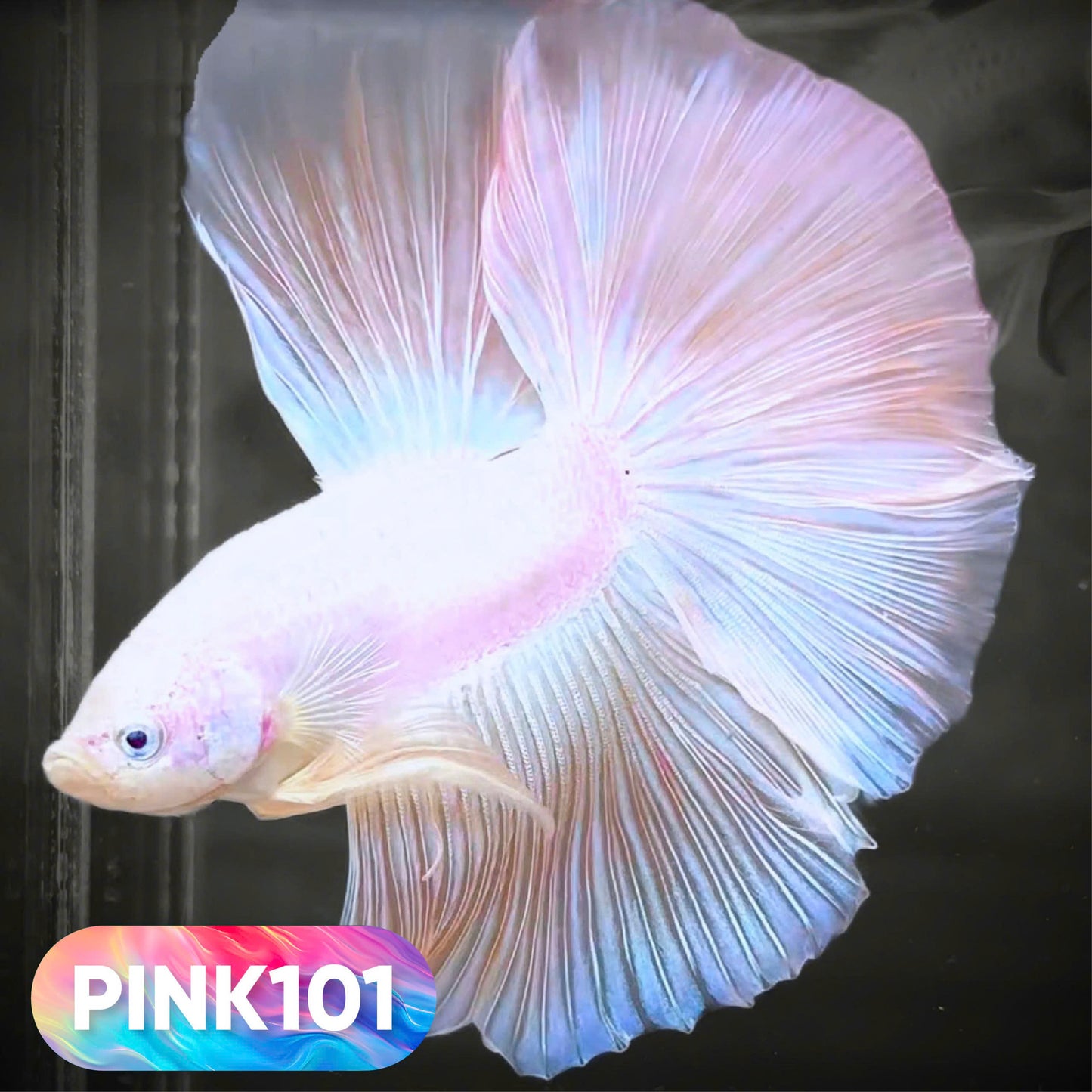 Pink Halfmoon Male Betta Fish | You Pick Fish | Order Directly From Farm