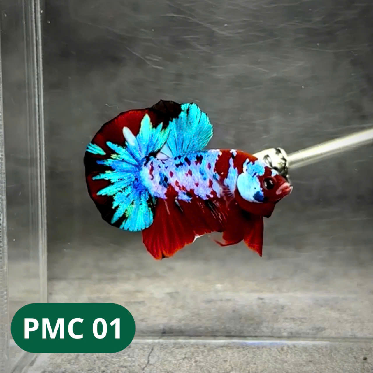 Multicolor Plakat Male Betta Fish |Show Grade| You Pick Fish
