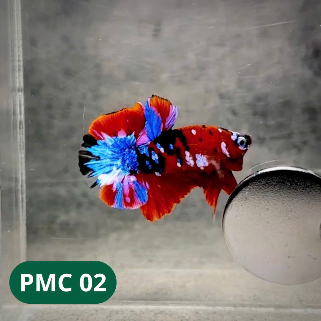 Multicolor Plakat Male Betta Fish |Show Grade| You Pick Fish
