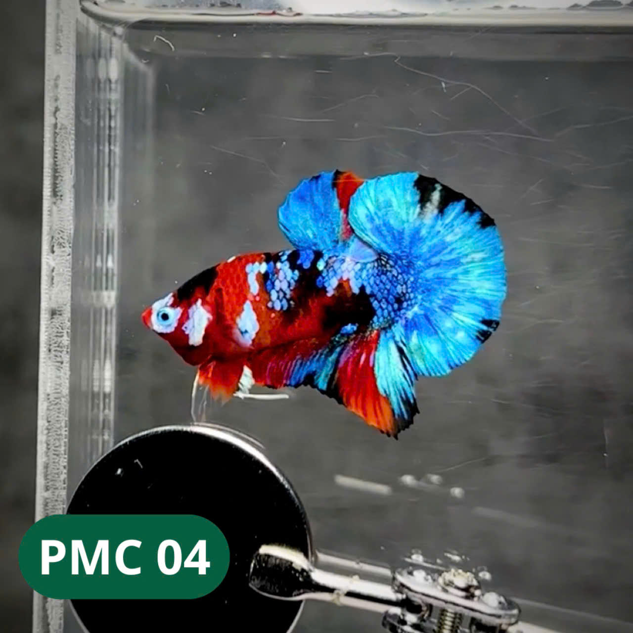 Multicolor Plakat Male Betta Fish |Show Grade| You Pick Fish