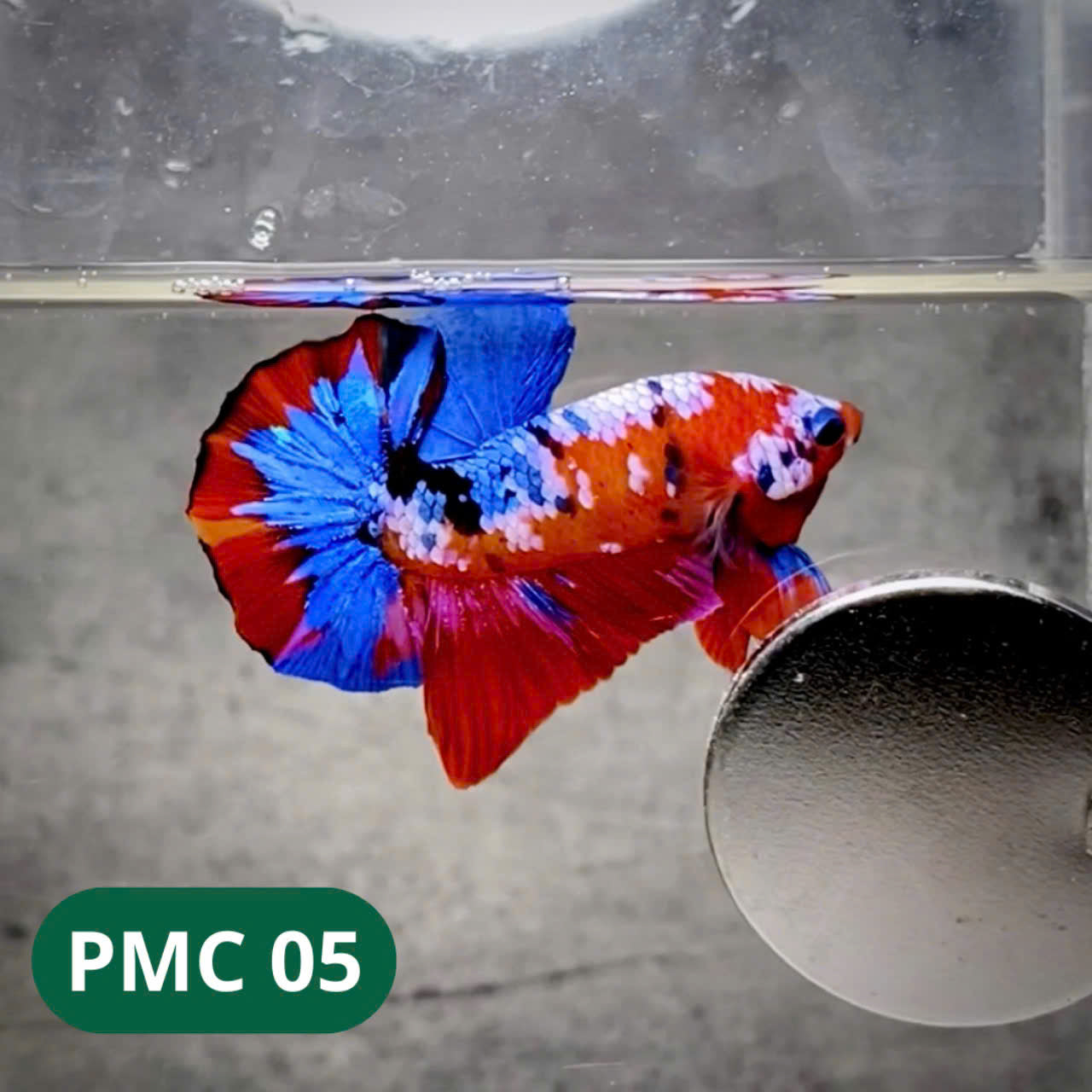Multicolor Plakat Male Betta Fish |Show Grade| You Pick Fish