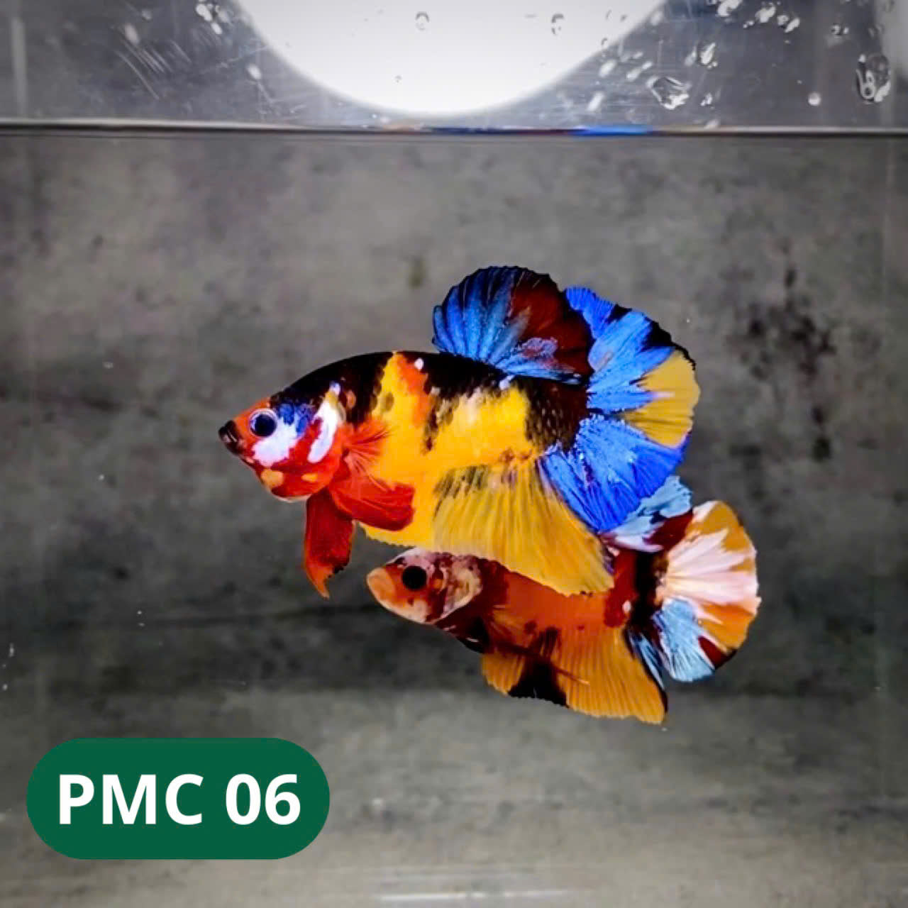 Multicolor Plakat Male Betta Fish |Show Grade| You Pick Fish