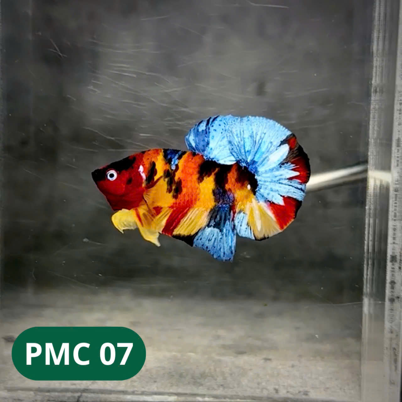 Multicolor Plakat Male Betta Fish |Show Grade| You Pick Fish