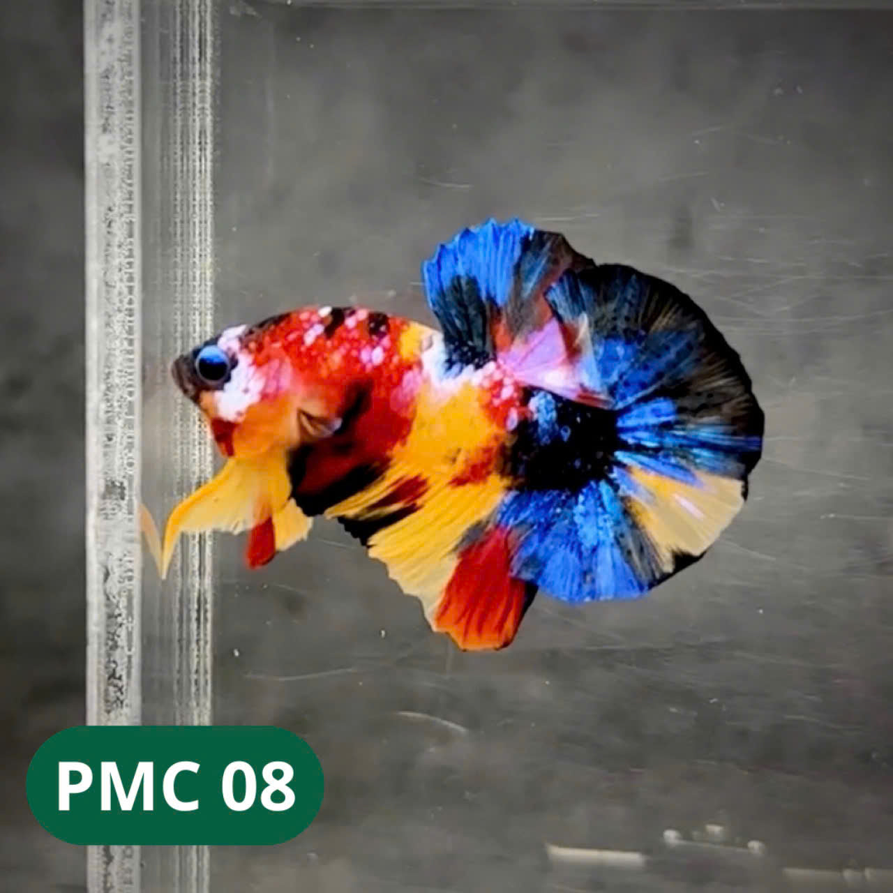 Multicolor Plakat Male Betta Fish |Show Grade| You Pick Fish