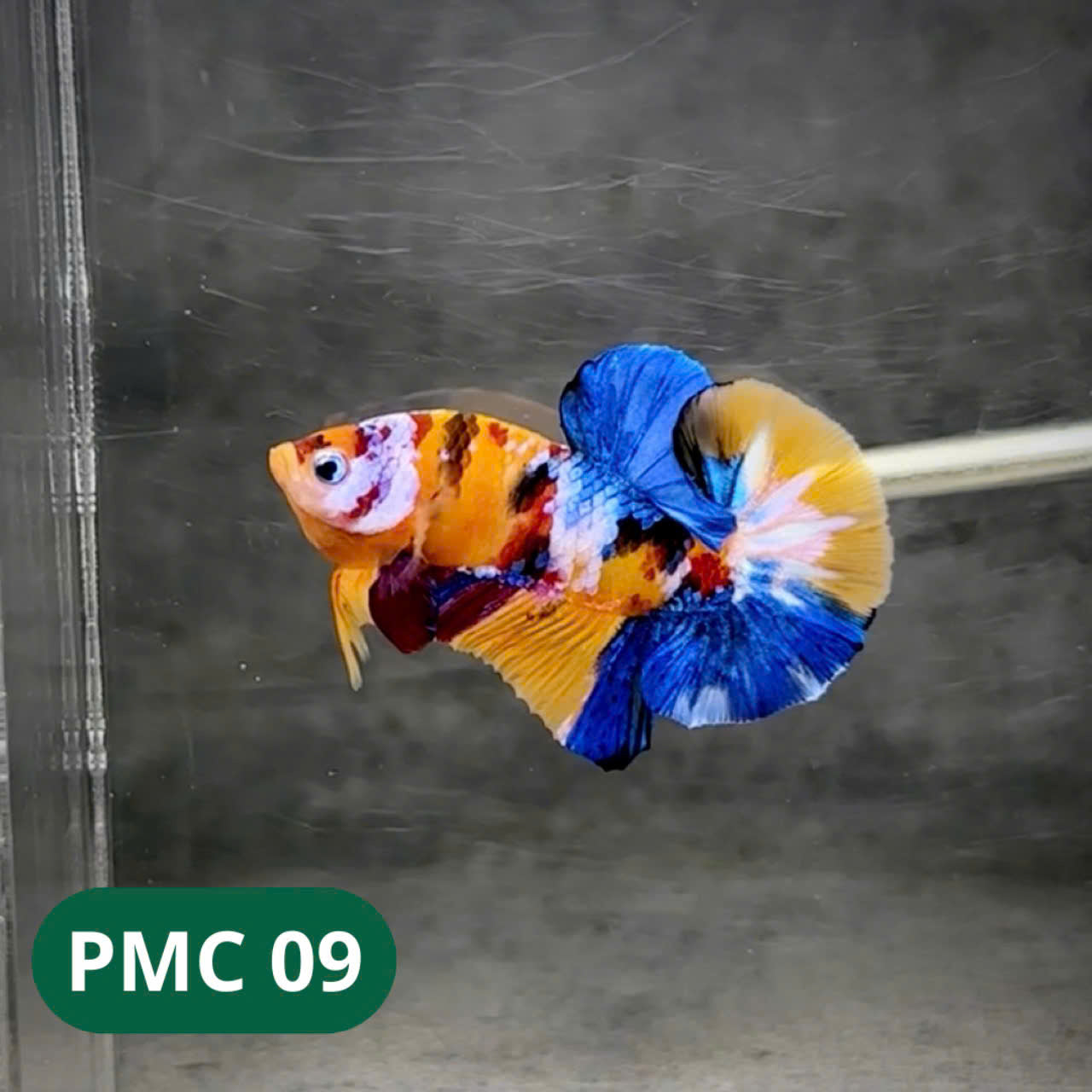 Multicolor Plakat Male Betta Fish |Show Grade| You Pick Fish