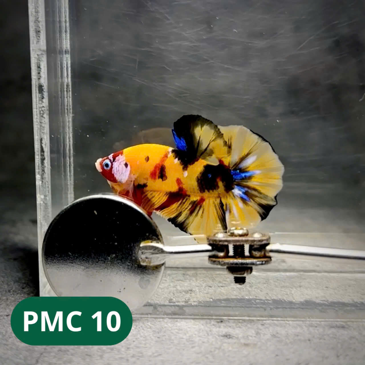 Multicolor Plakat Male Betta Fish |Show Grade| You Pick Fish