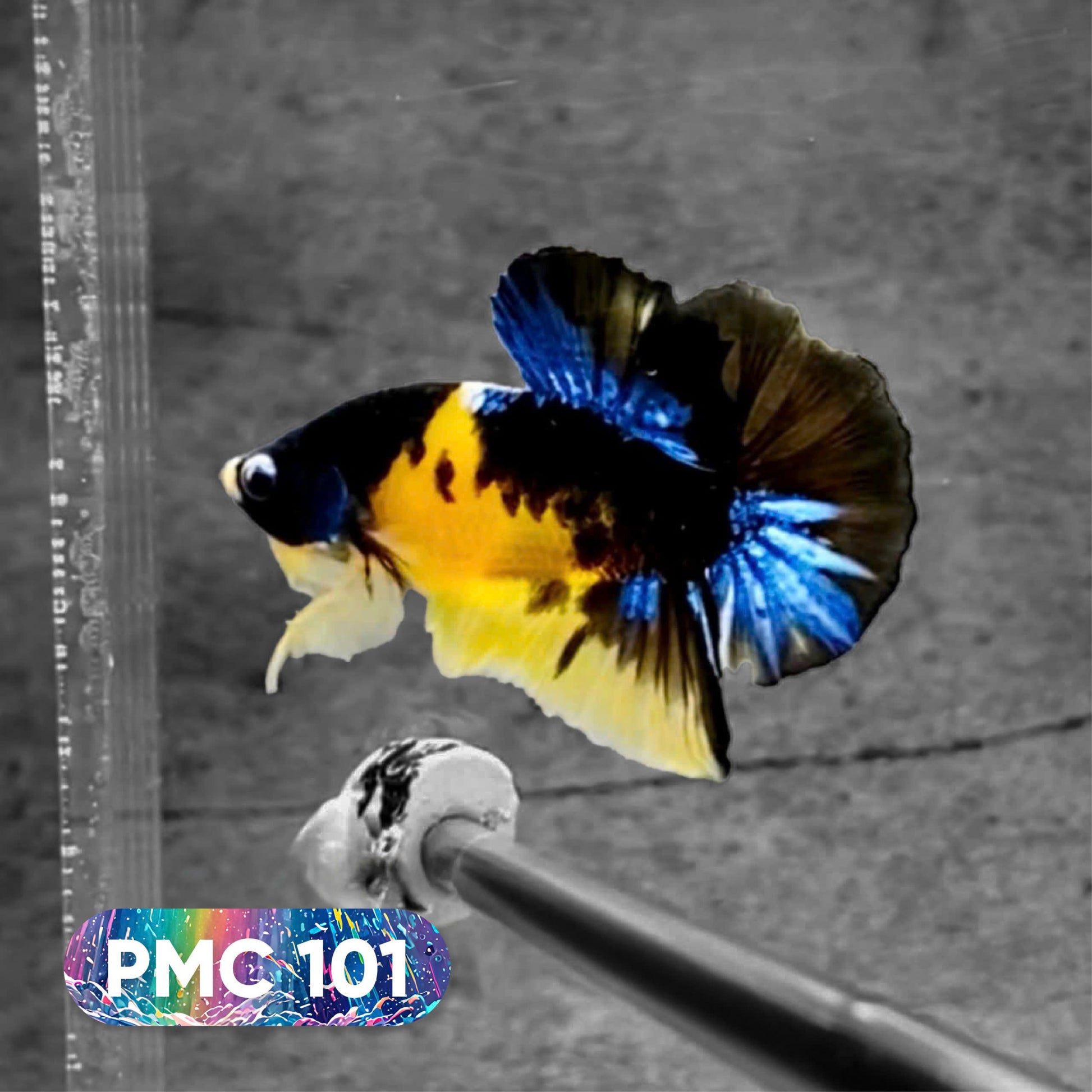 Koi Plakat Male Betta Fish