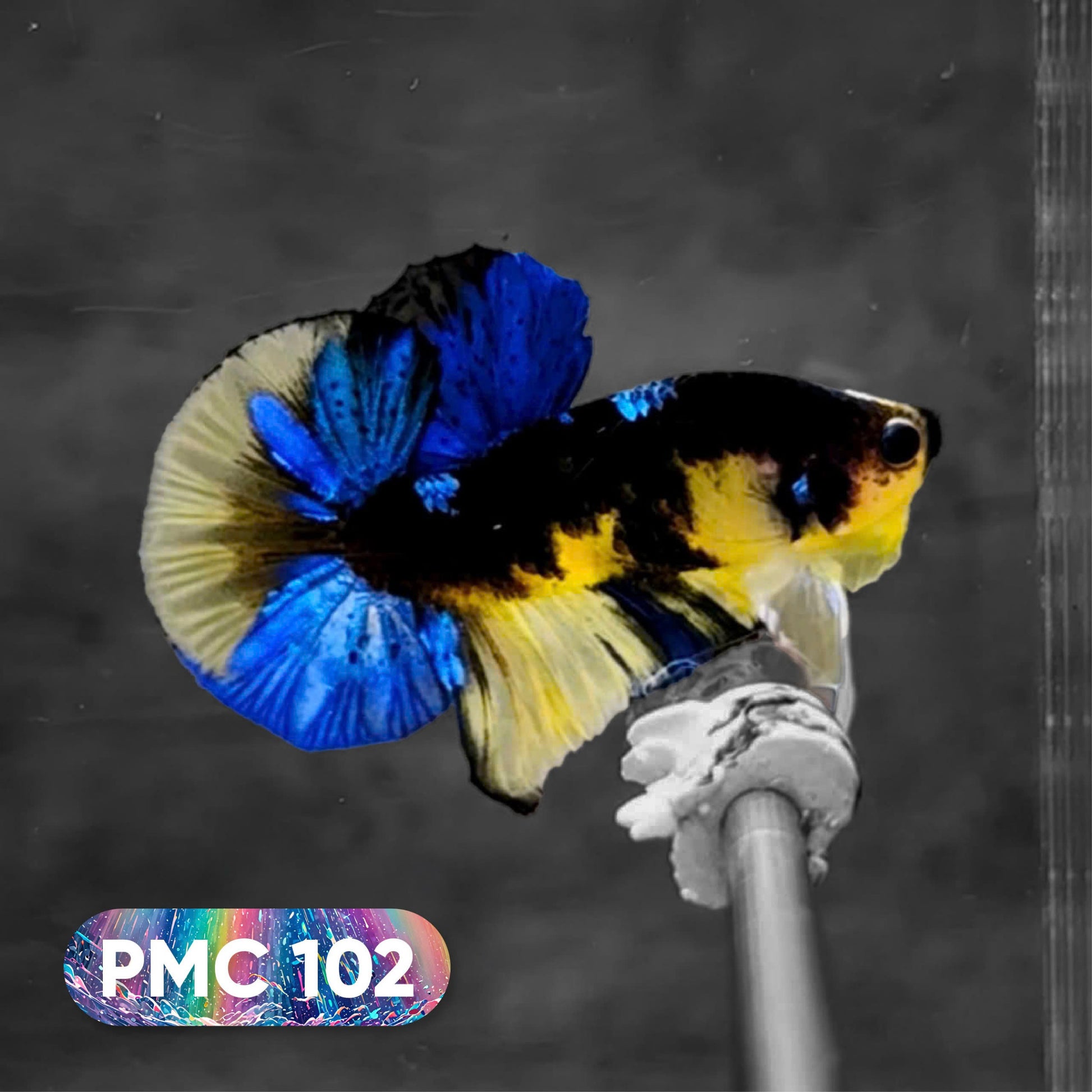 Koi Plakat Male Betta Fish