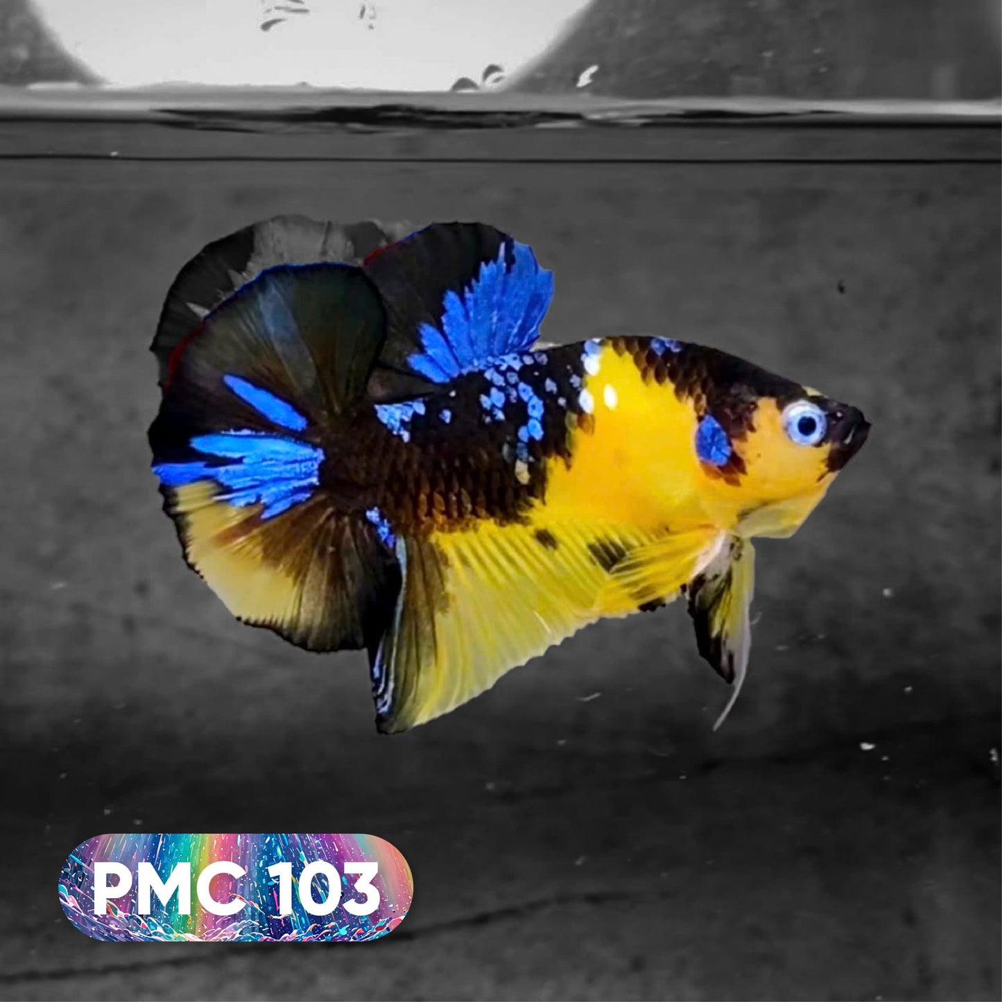 Koi Plakat Male Betta Fish