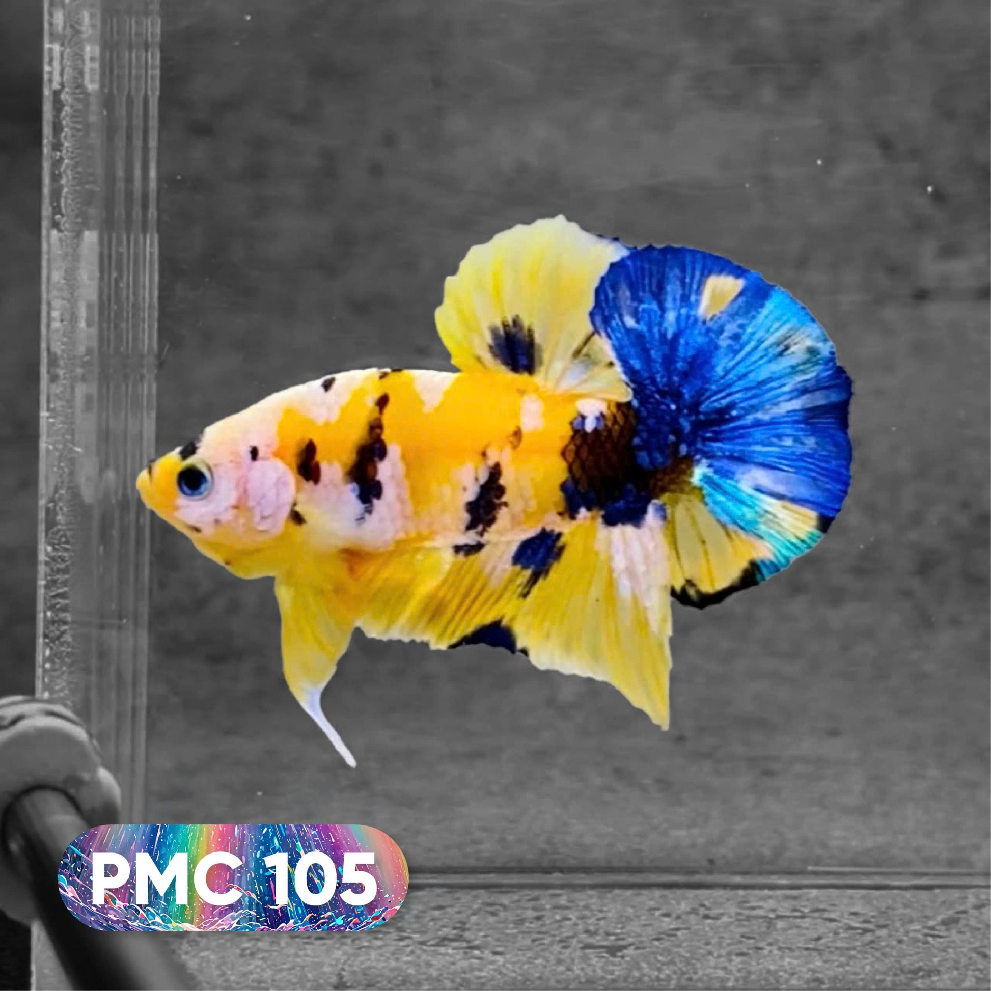 Koi Plakat Male Betta Fish