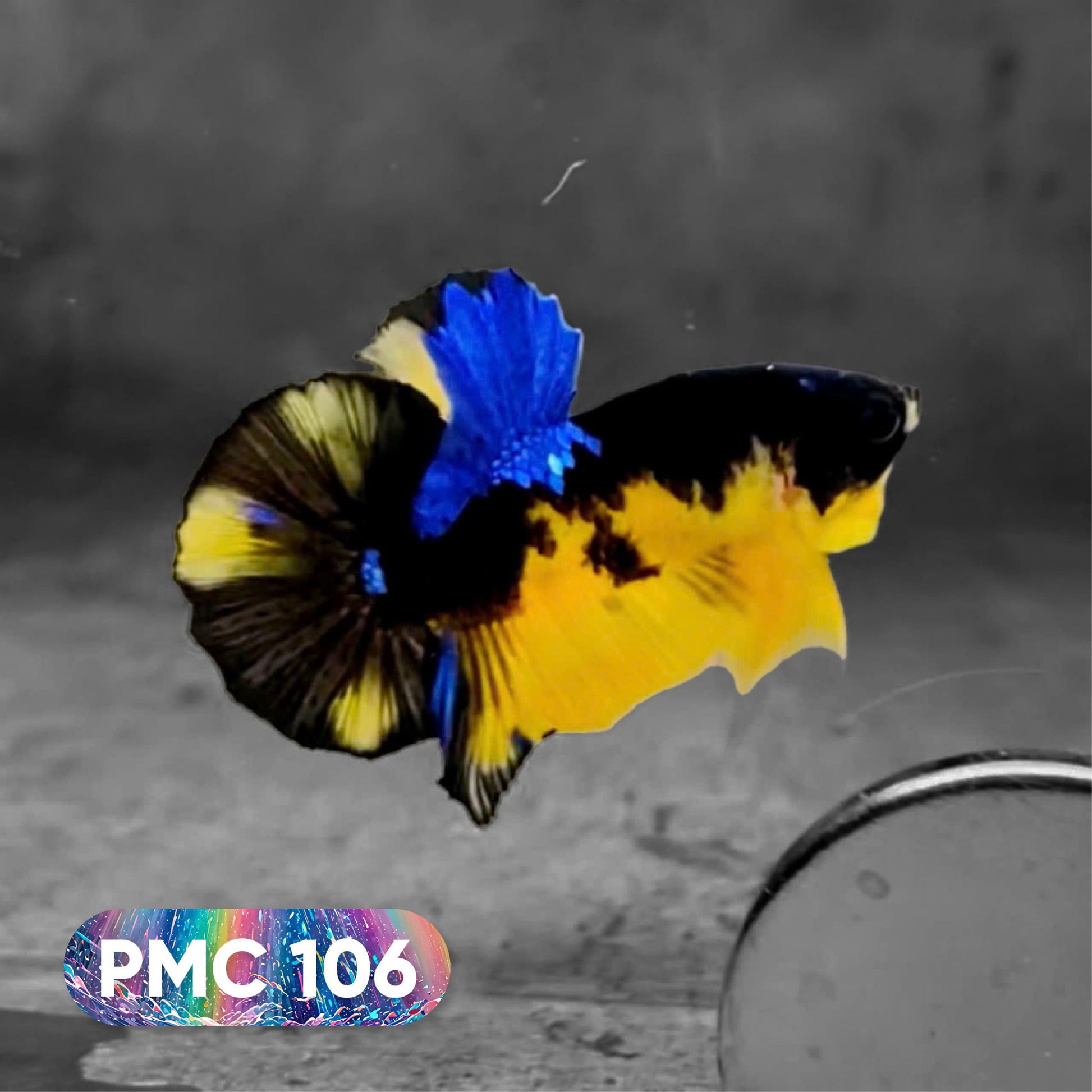 Koi Plakat Male Betta Fish