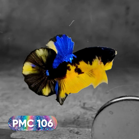 Koi Plakat Male Betta Fish