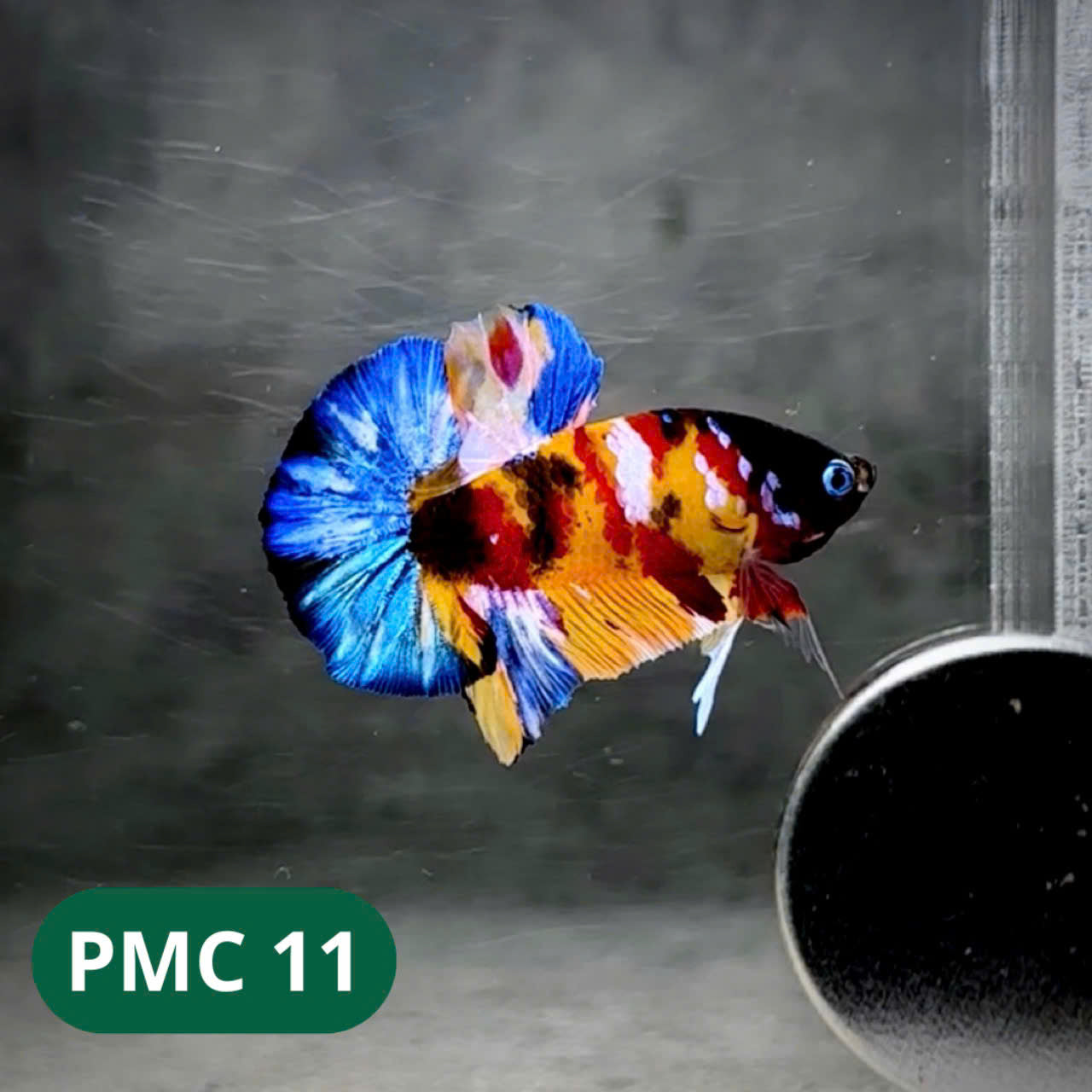 Multicolor Plakat Male Betta Fish |Show Grade| You Pick Fish