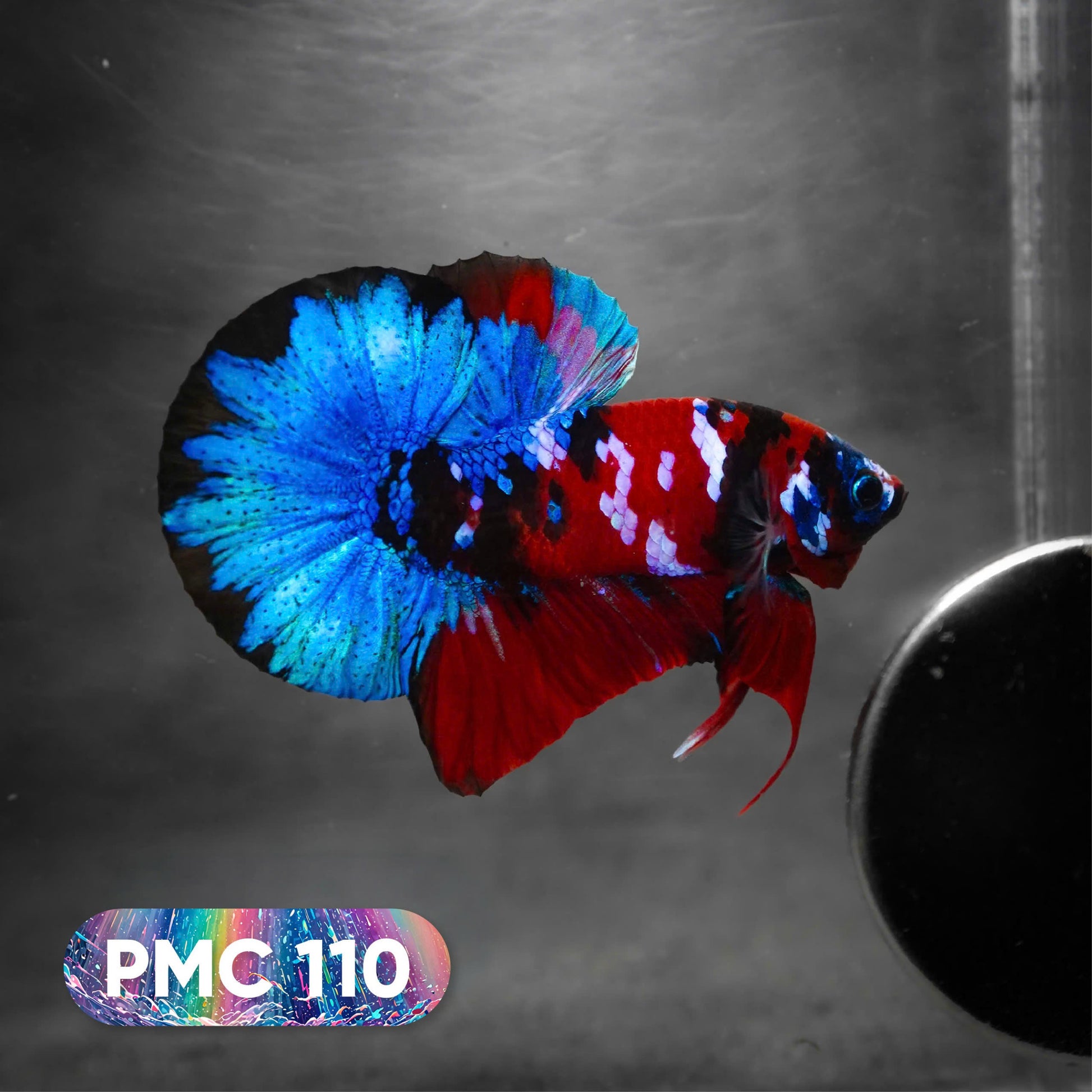 Koi Plakat Male Betta Fish