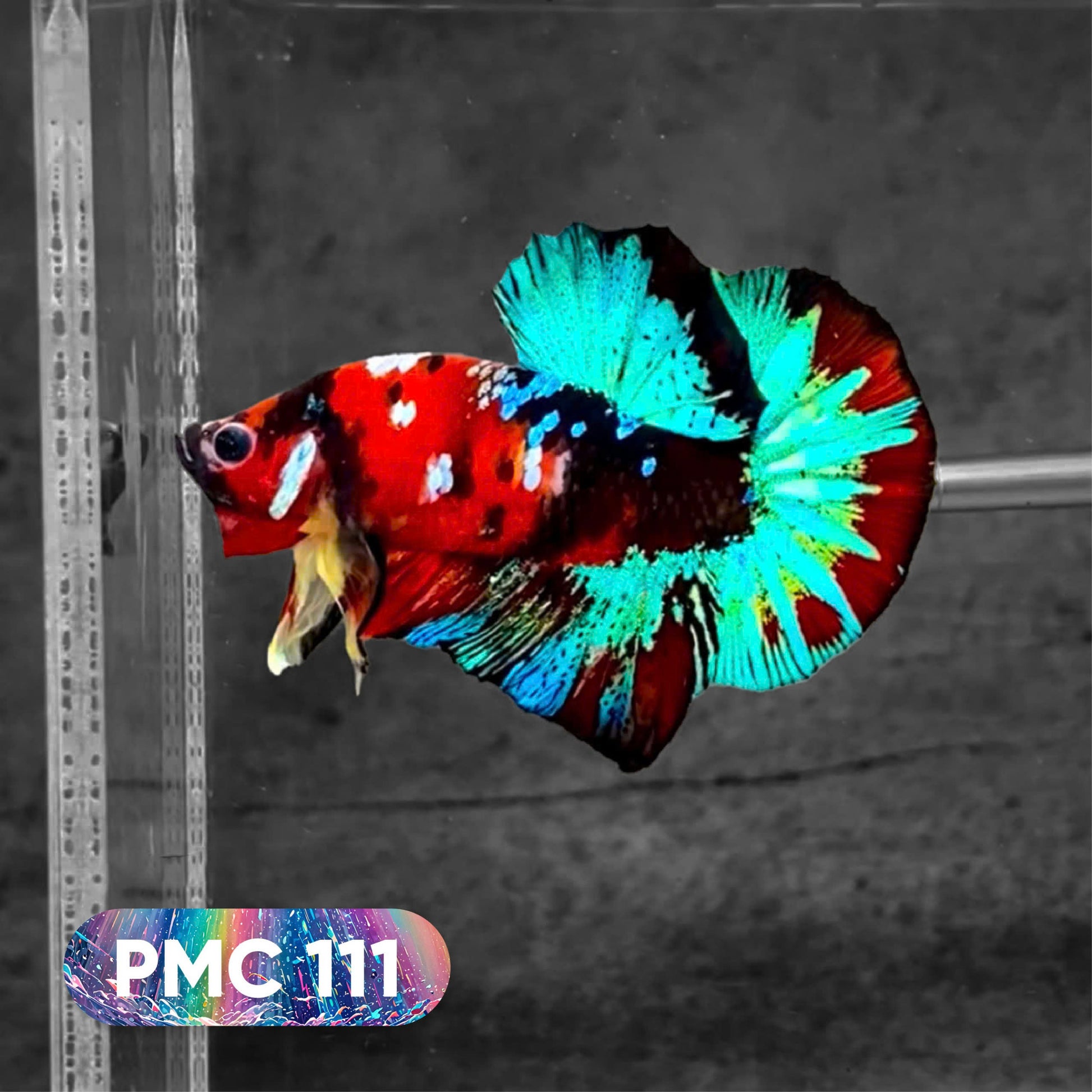 Koi Plakat Male Betta Fish