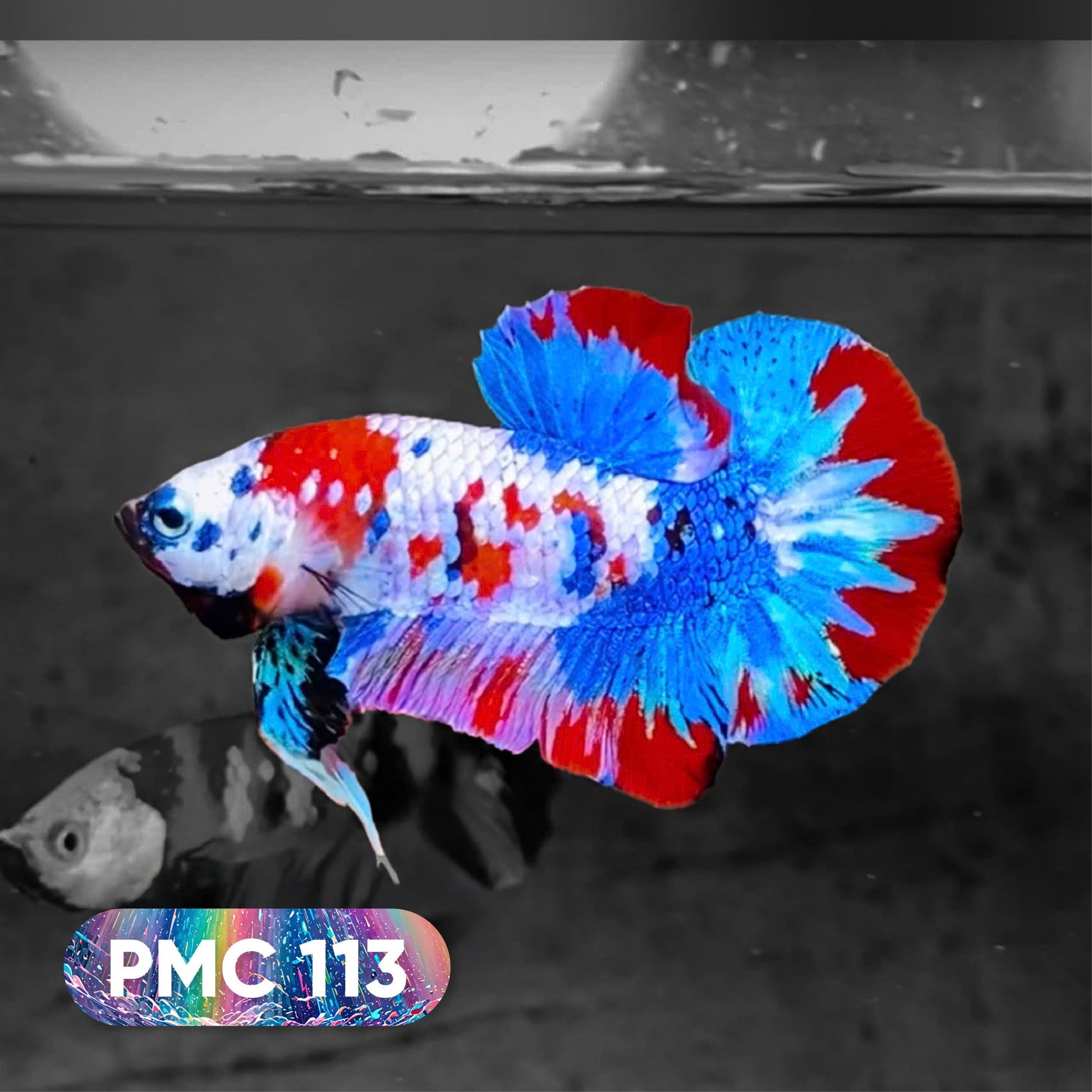 Koi Plakat Male Betta Fish