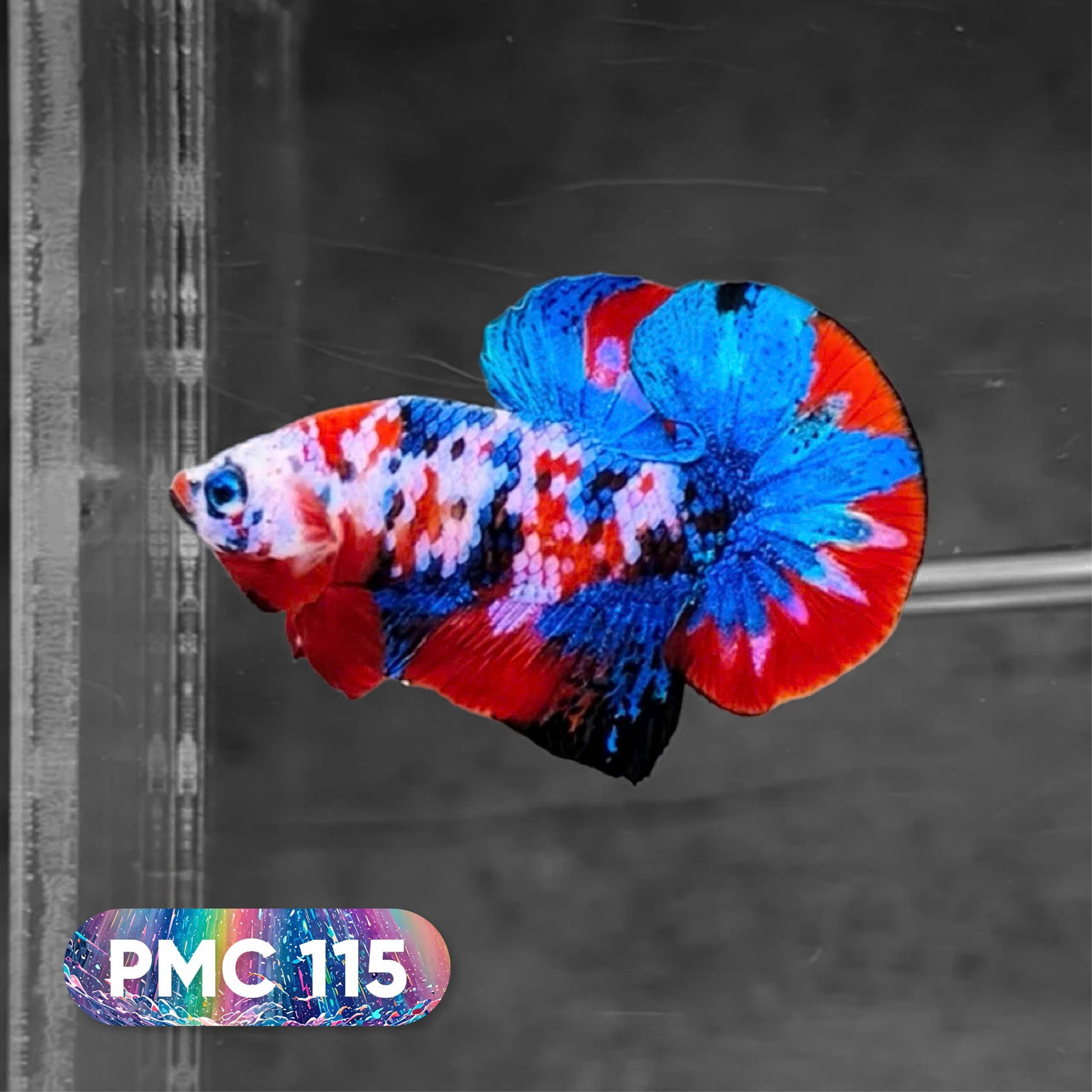 Koi Plakat Male Betta Fish