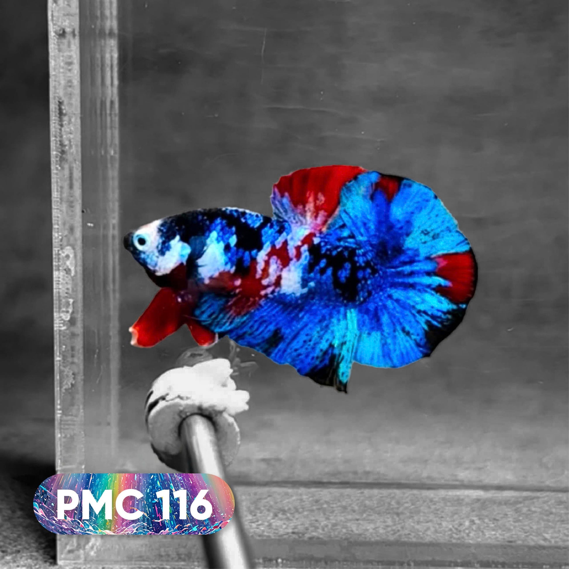 Koi Plakat Male Betta Fish