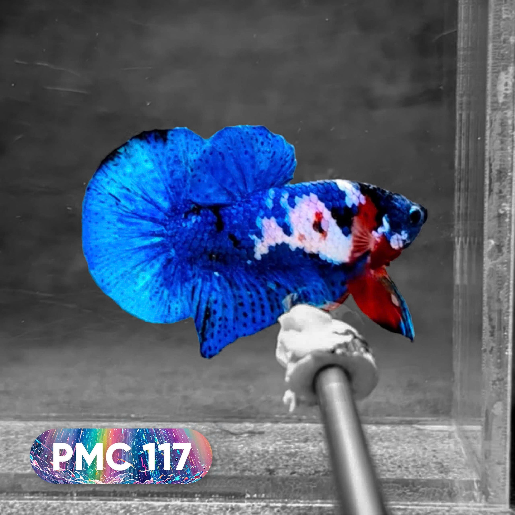 Koi Plakat Male Betta Fish