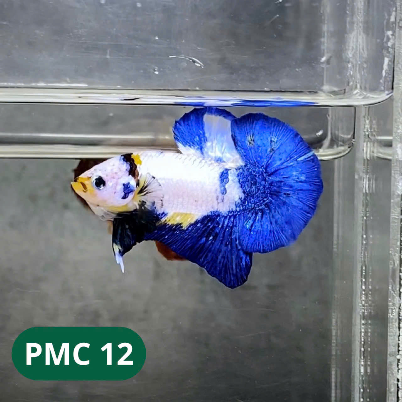 Multicolor Plakat Male Betta Fish |Show Grade| You Pick Fish