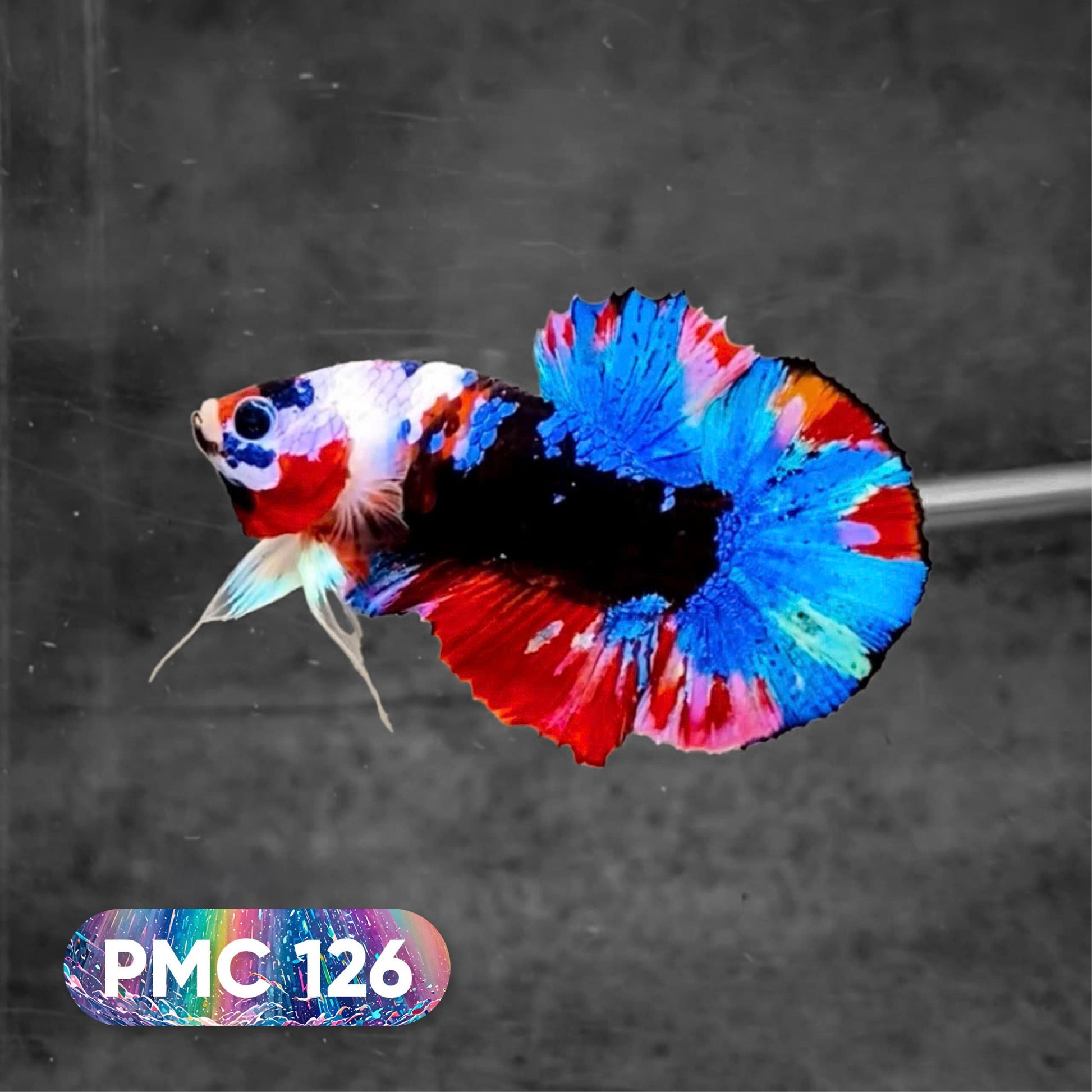 Koi Plakat Male Betta Fish