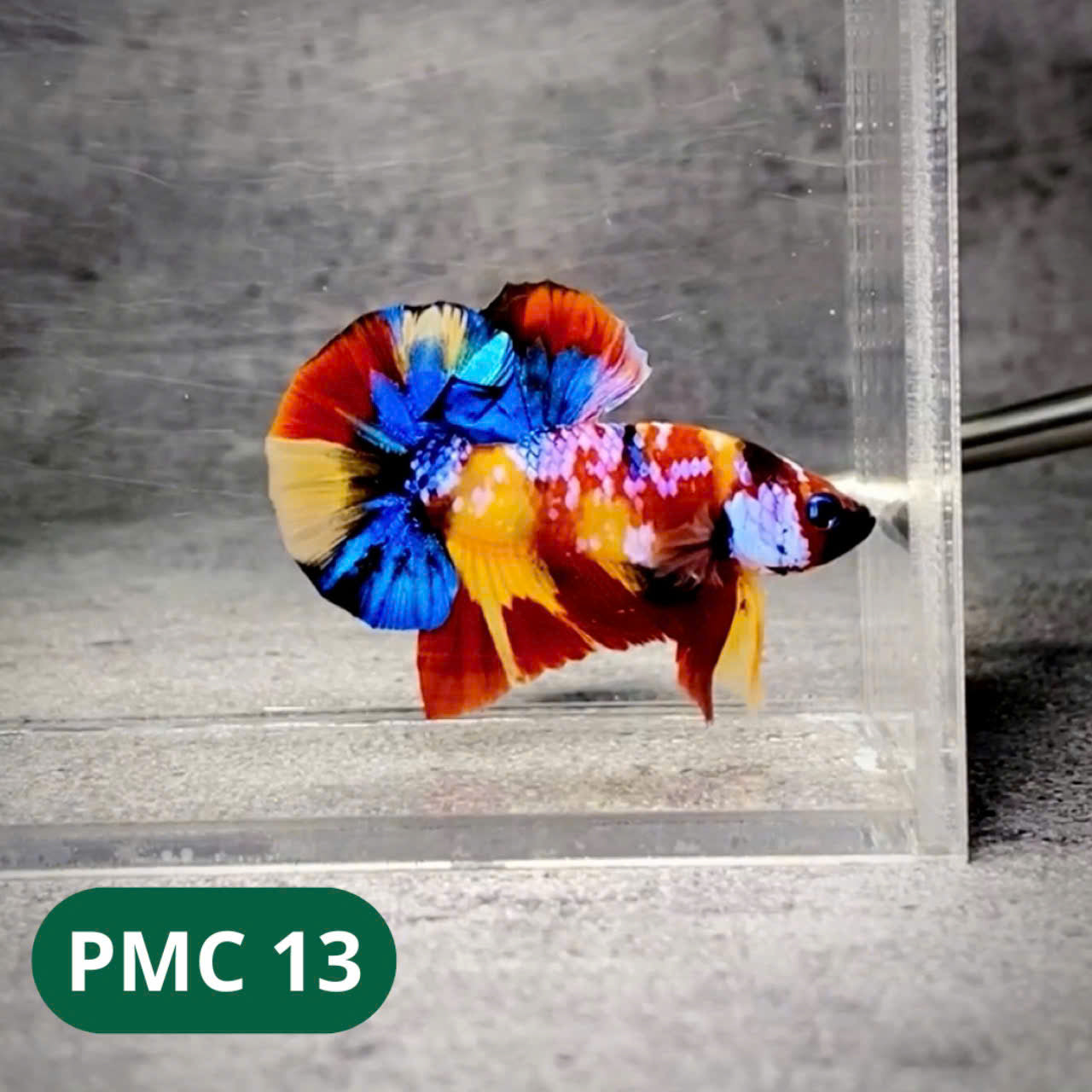 Multicolor Plakat Male Betta Fish |Show Grade| You Pick Fish
