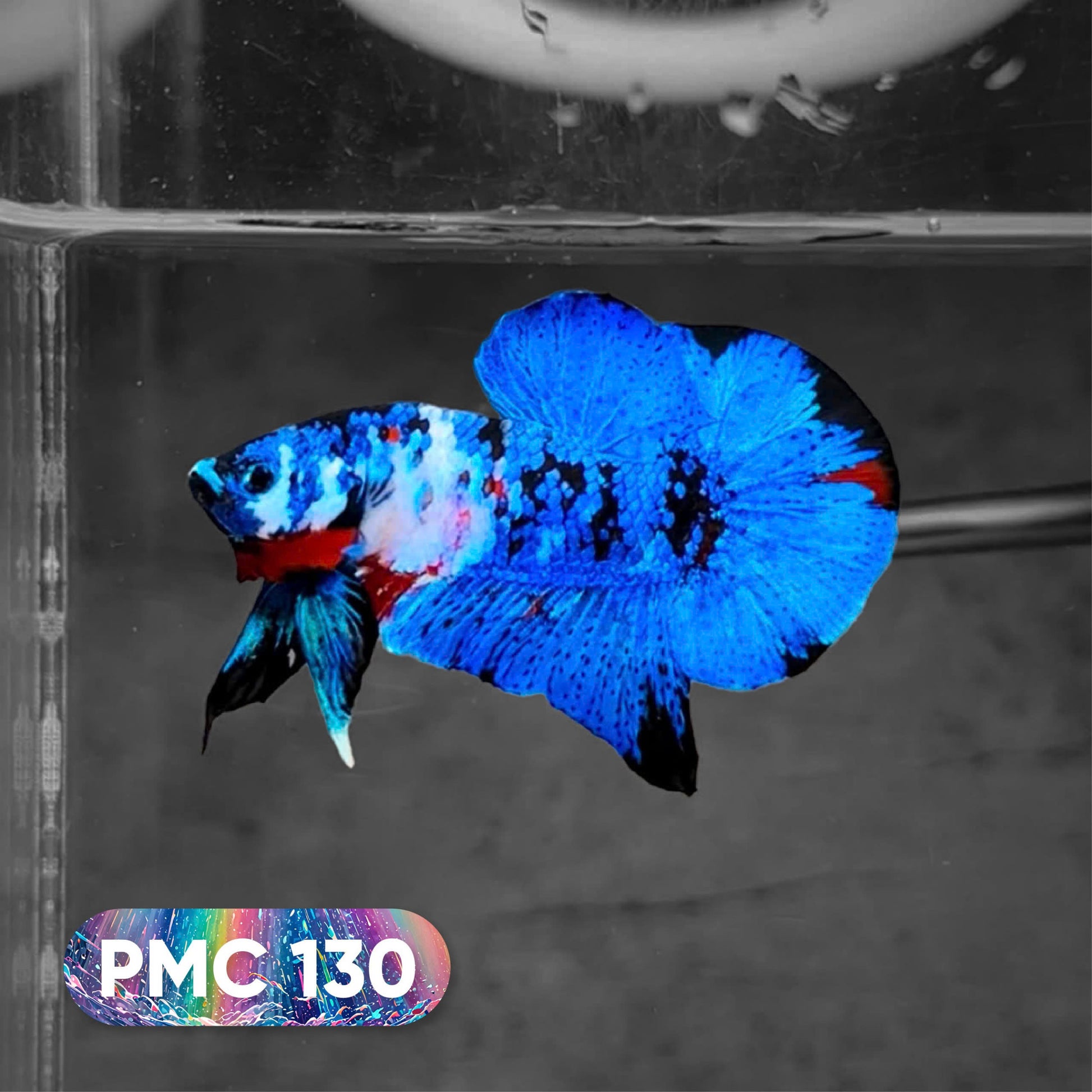 Koi Plakat Male Betta Fish