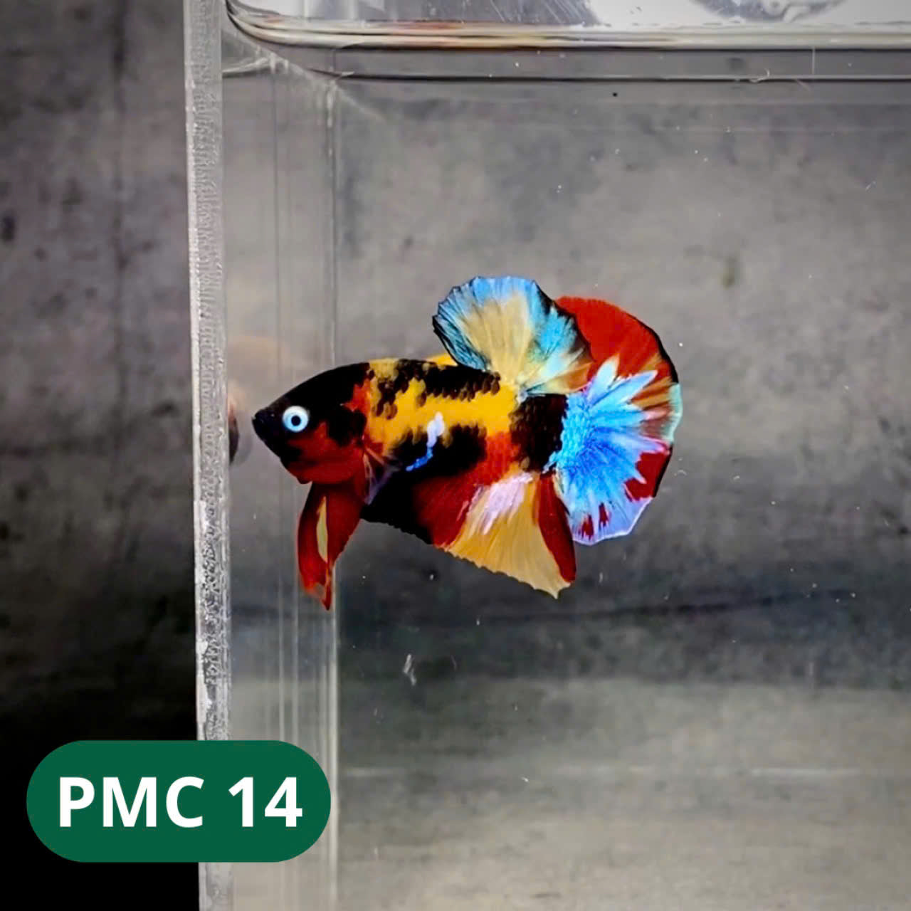 Multicolor Plakat Male Betta Fish |Show Grade| You Pick Fish