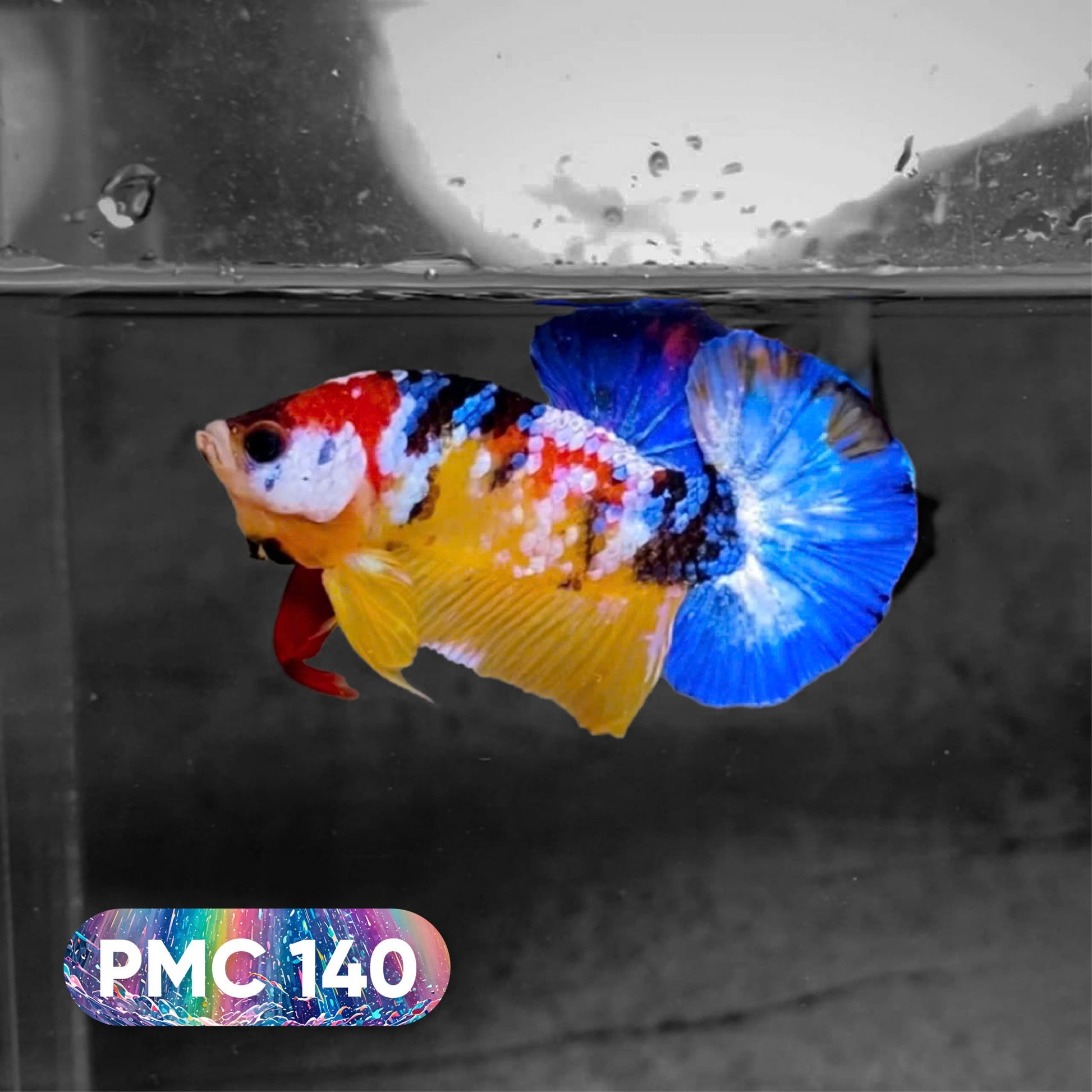 Koi Plakat Male Betta Fish