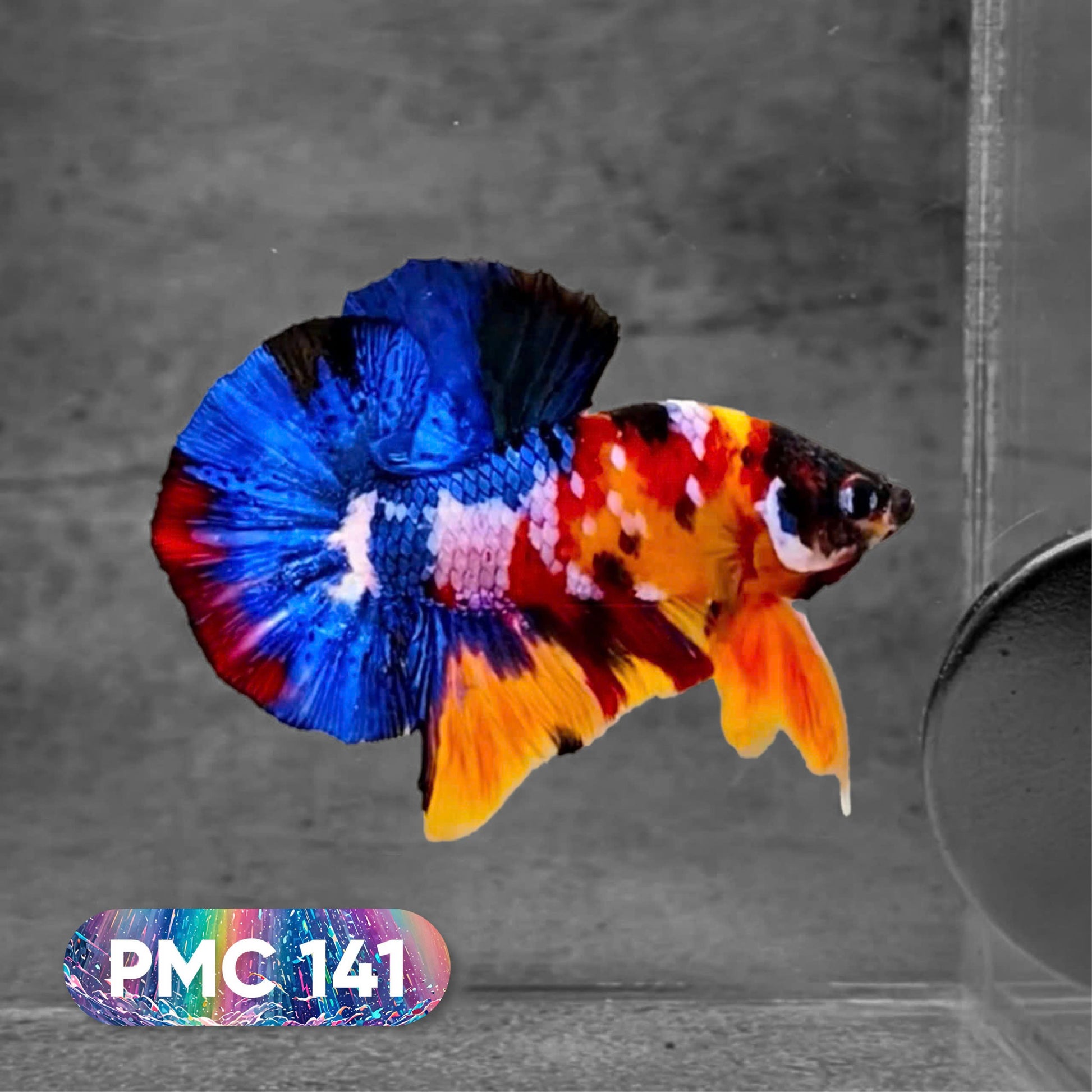 Koi Plakat Male Betta Fish