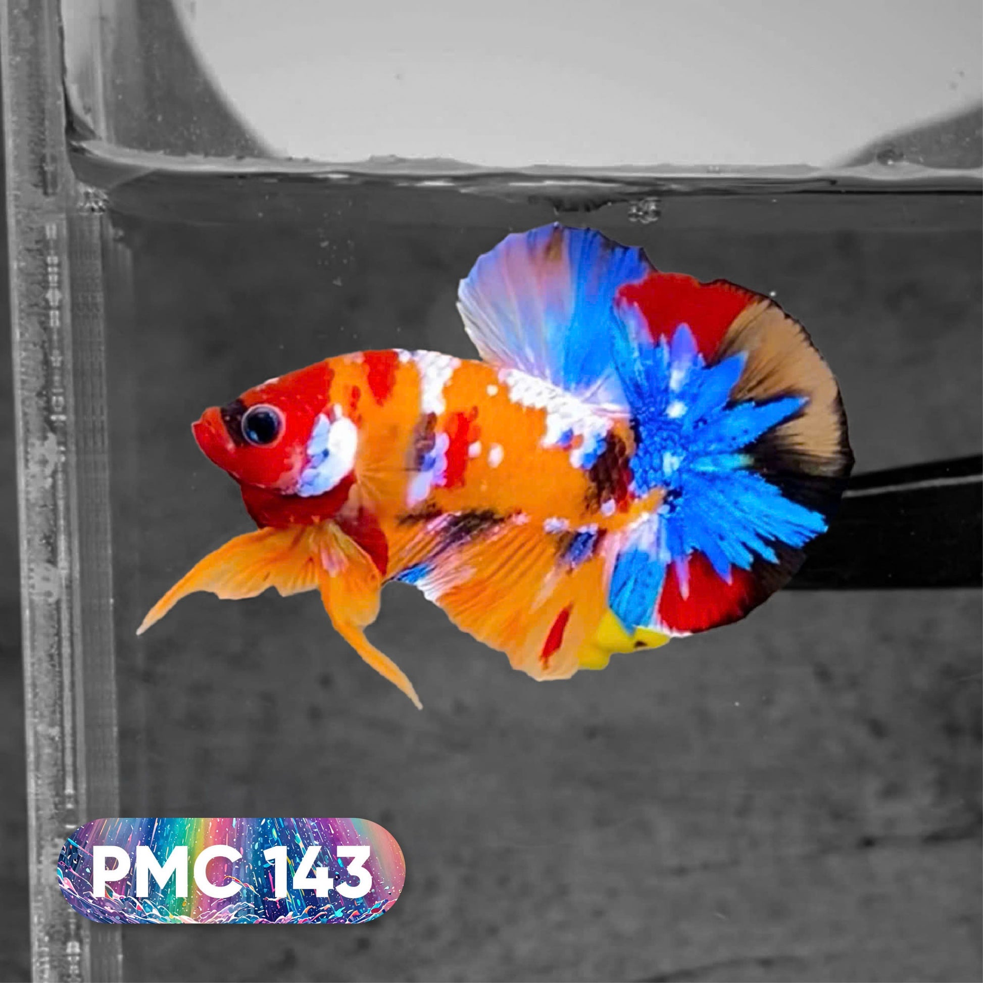 Koi Plakat Male Betta Fish