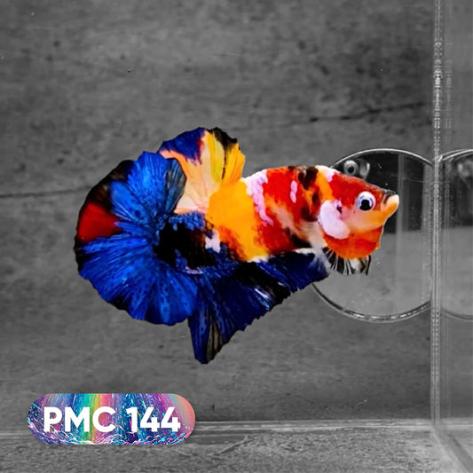 Koi Plakat Male Betta Fish