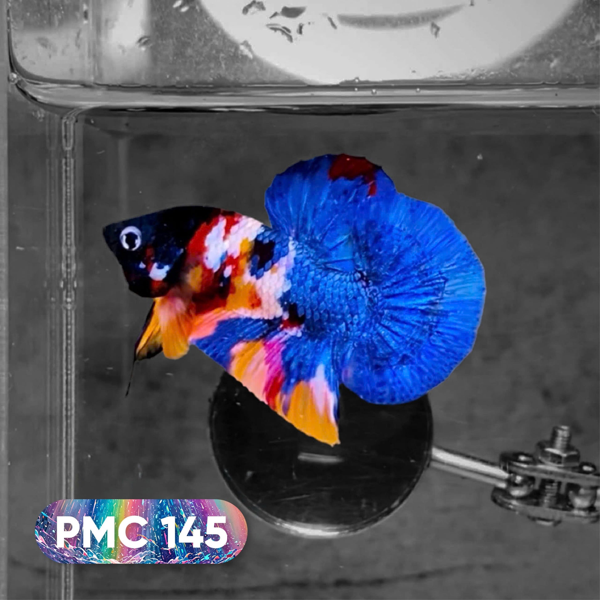 Koi Plakat Male Betta Fish