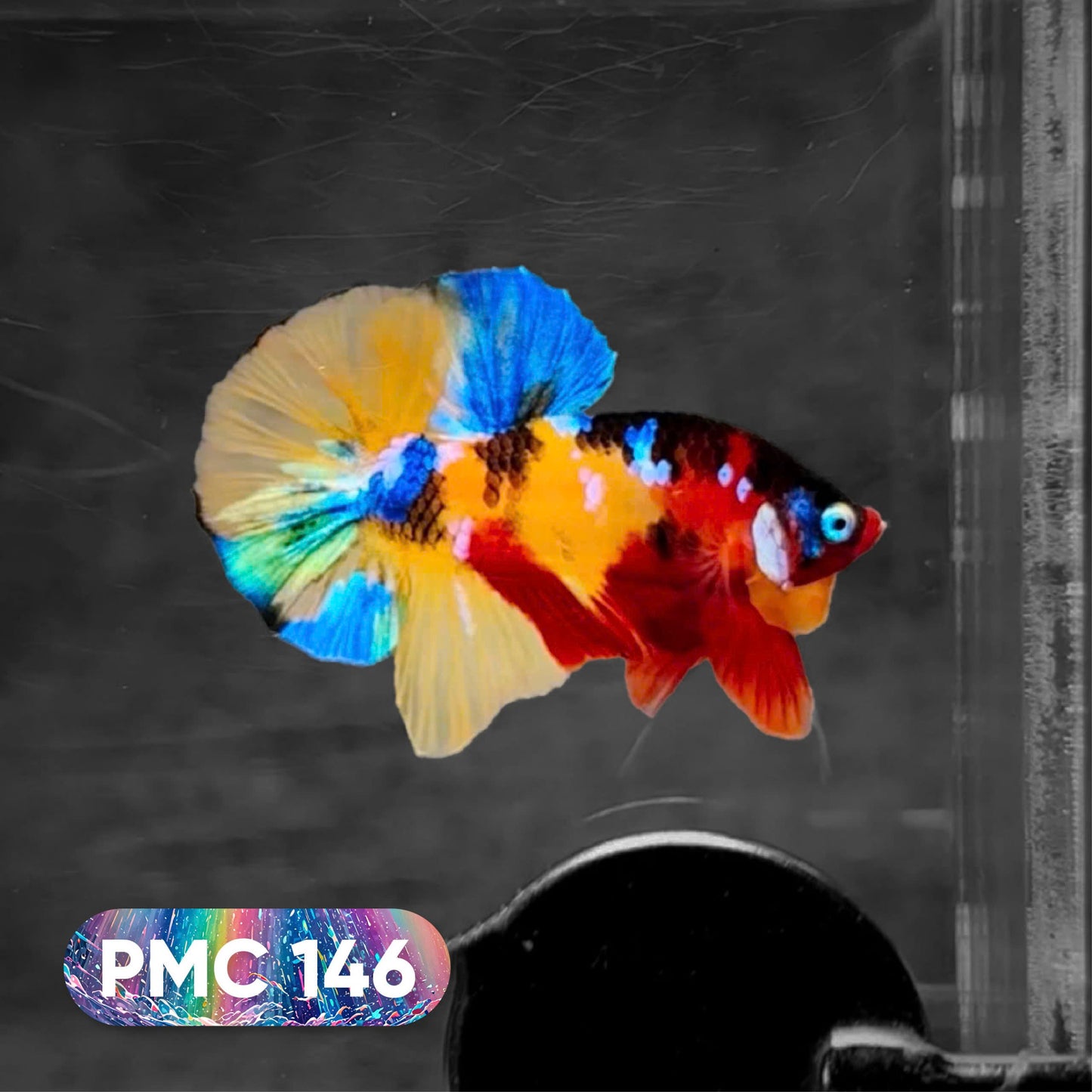 Koi Plakat Male Betta Fish