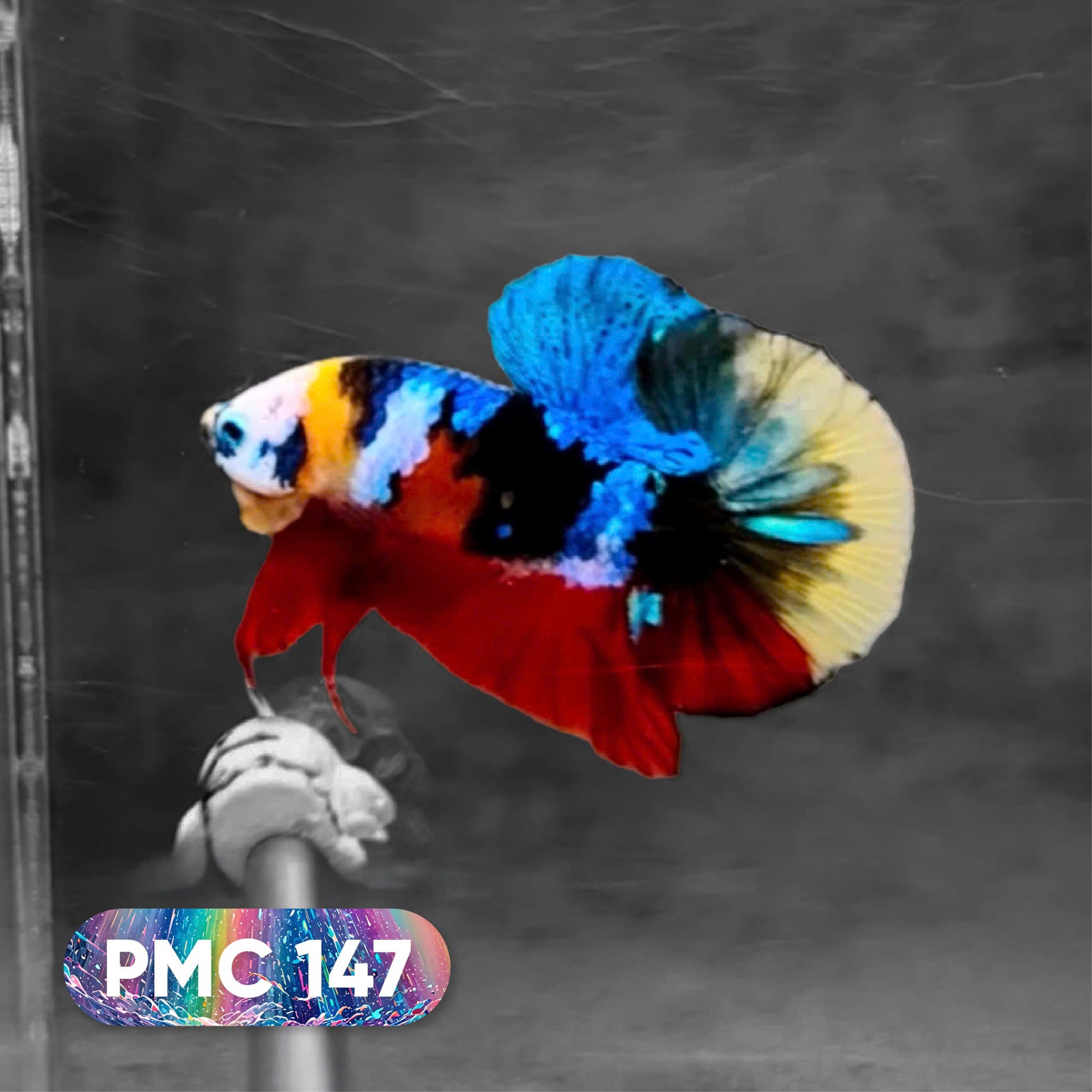 Koi Plakat Male Betta Fish