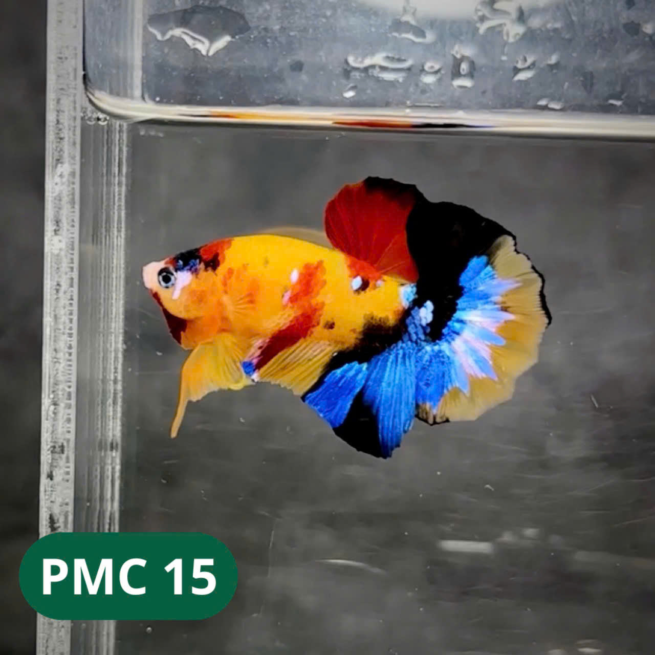 Multicolor Plakat Male Betta Fish |Show Grade| You Pick Fish
