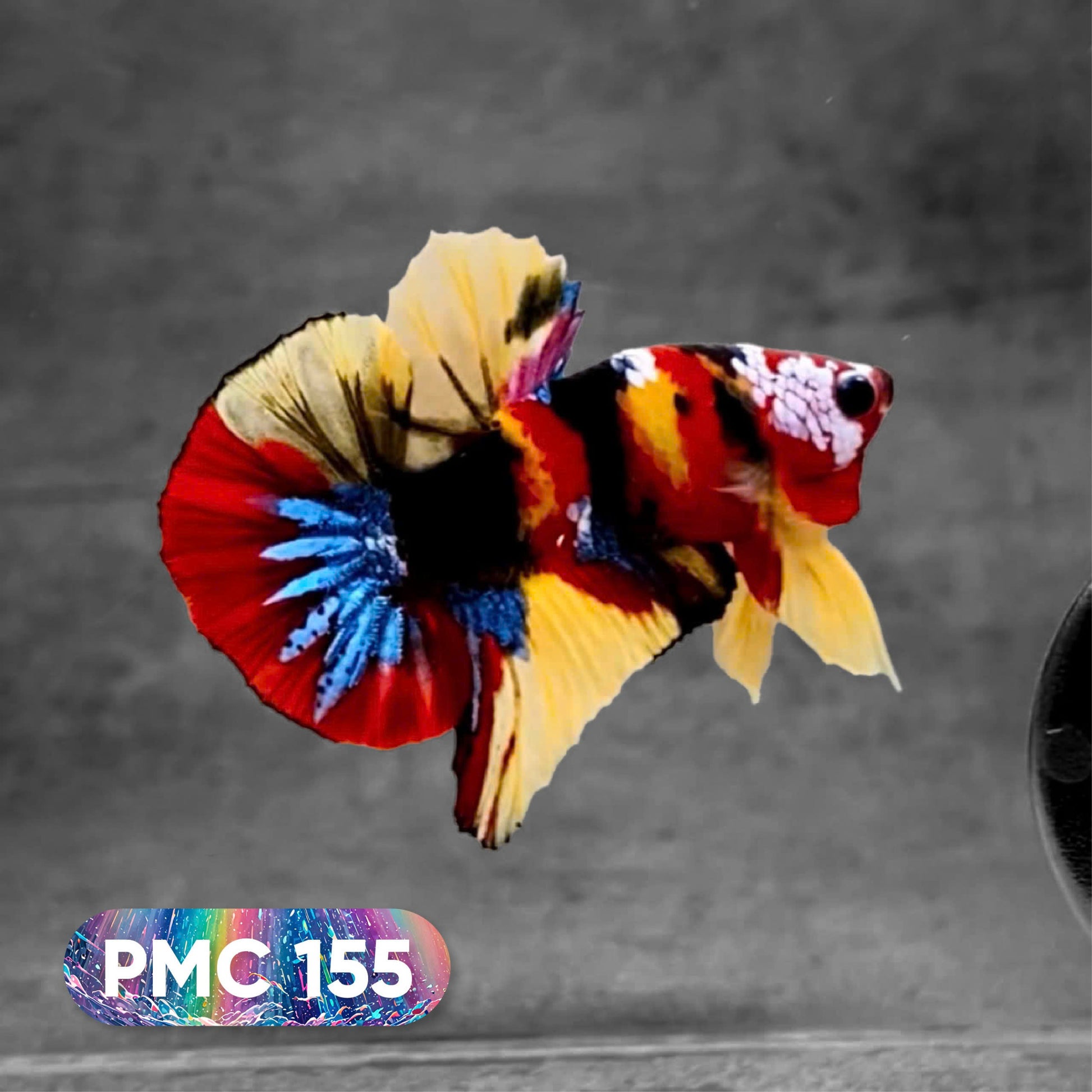 Koi Plakat Male Betta Fish