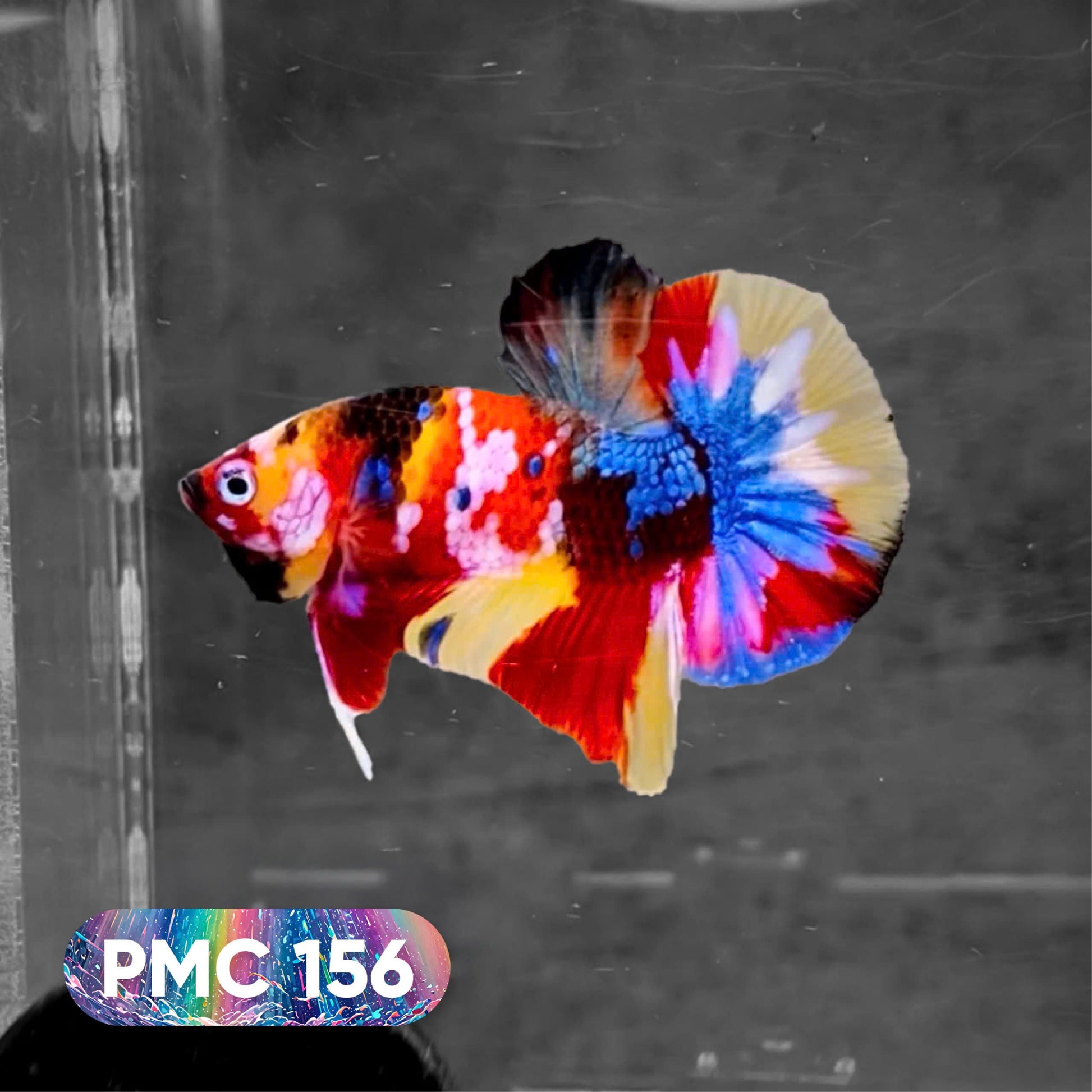 Koi Plakat Male Betta Fish