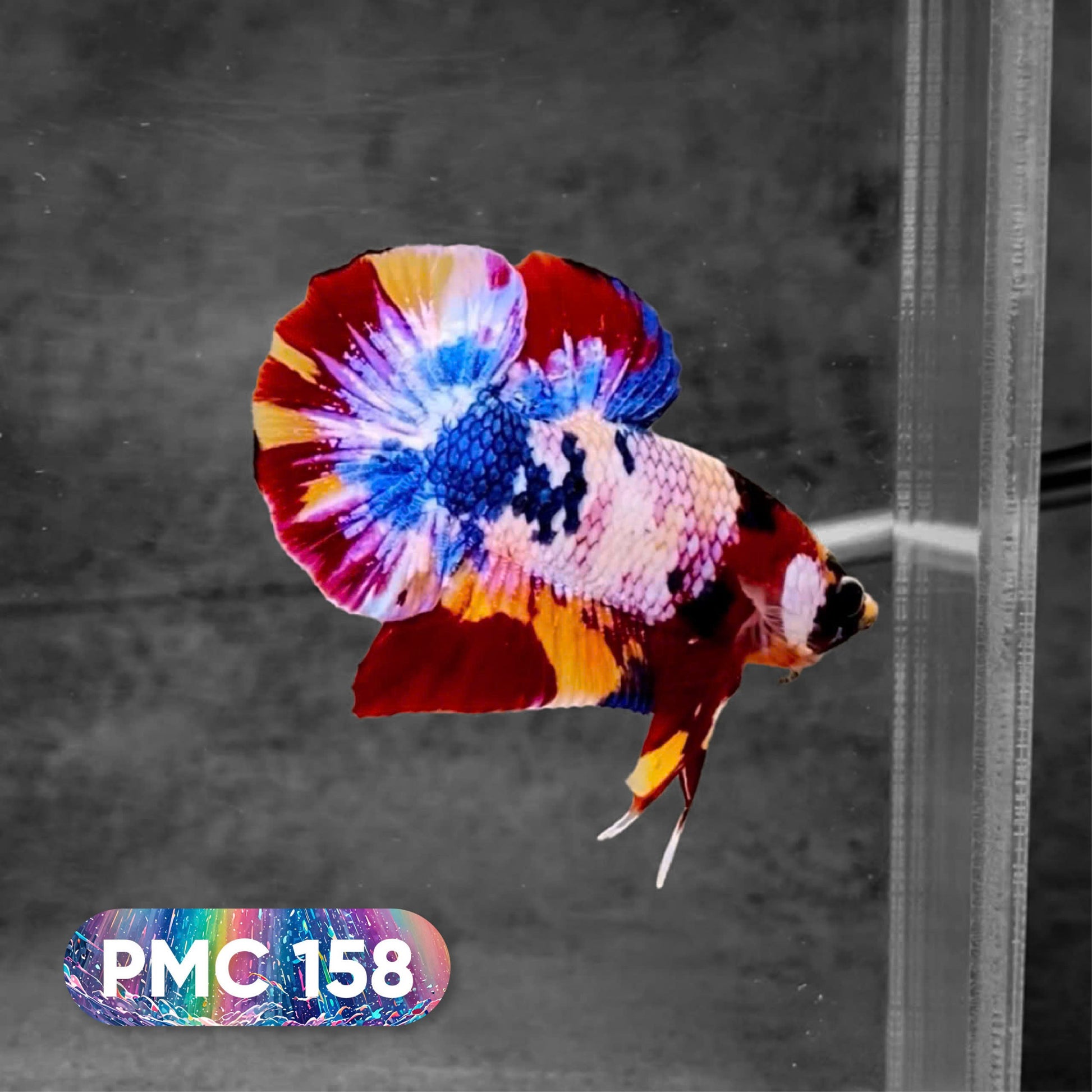 Koi Plakat Male Betta Fish