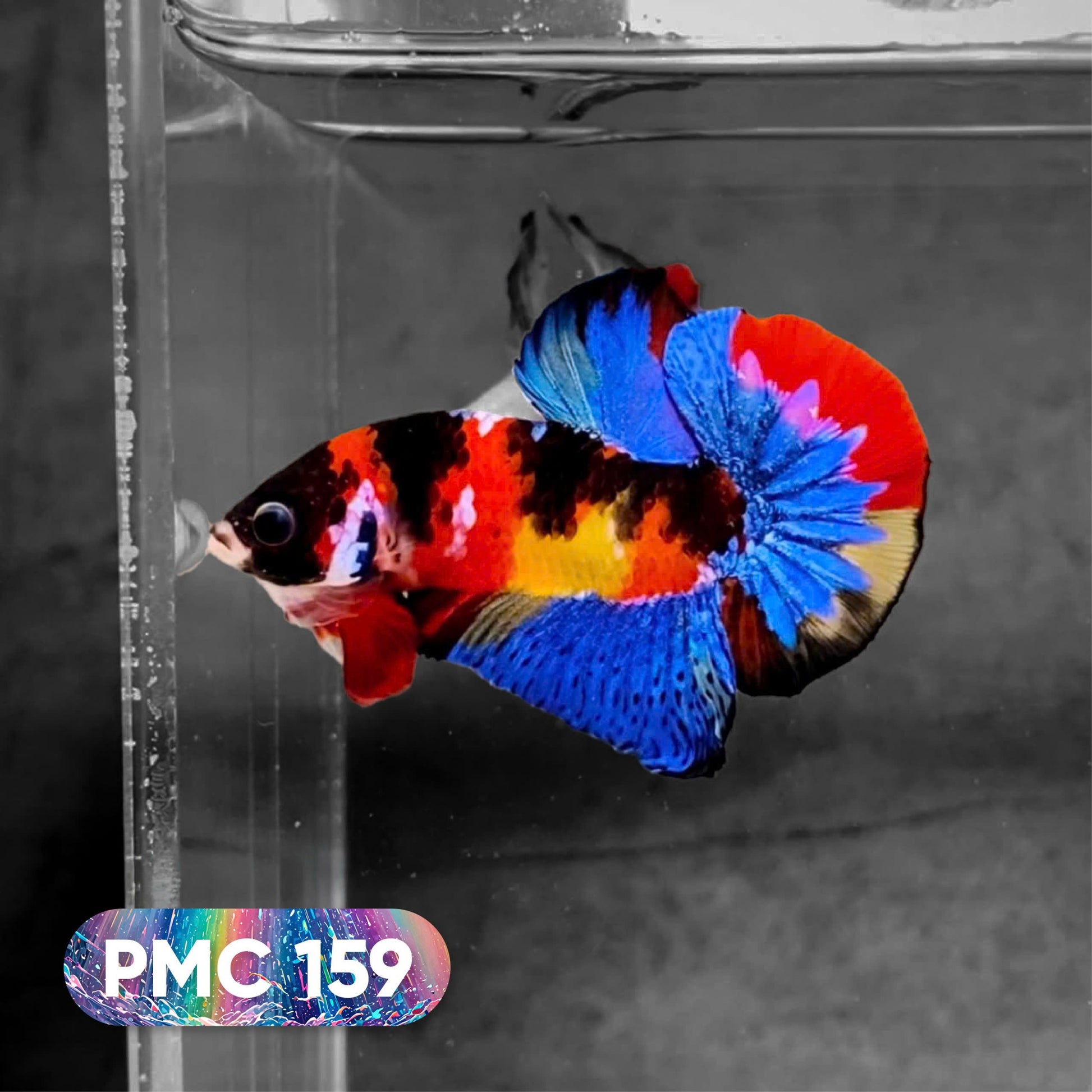 Koi Plakat Male Betta Fish