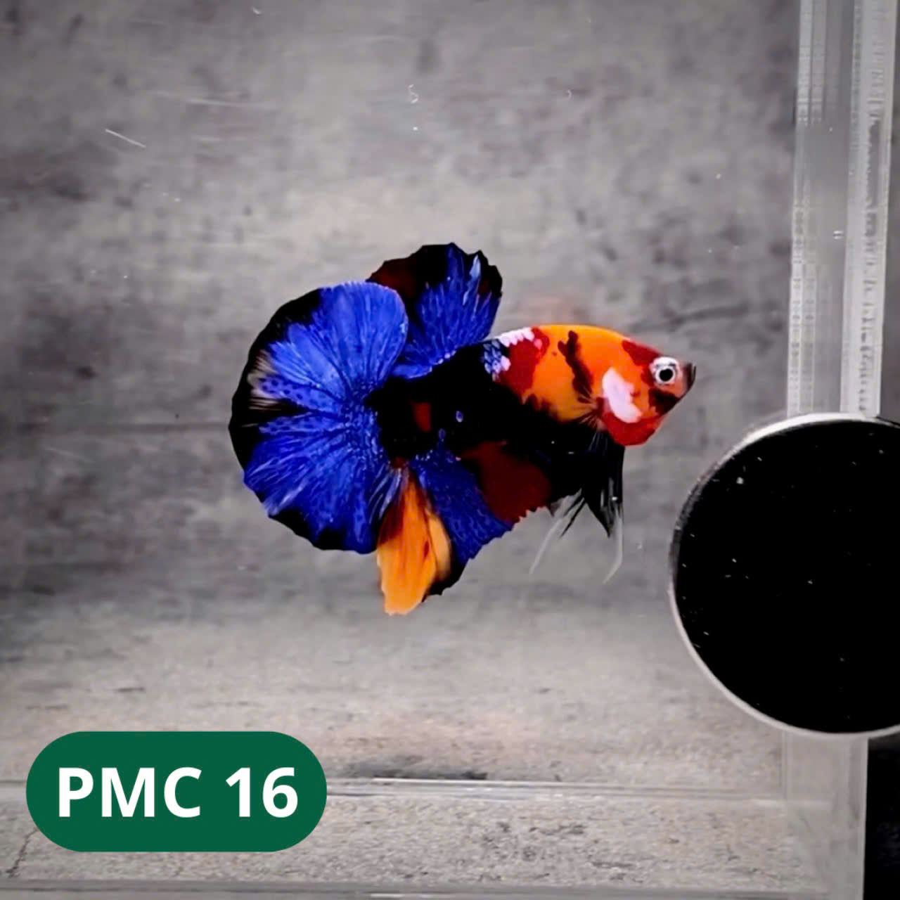 Multicolor Plakat Male Betta Fish |Show Grade| You Pick Fish