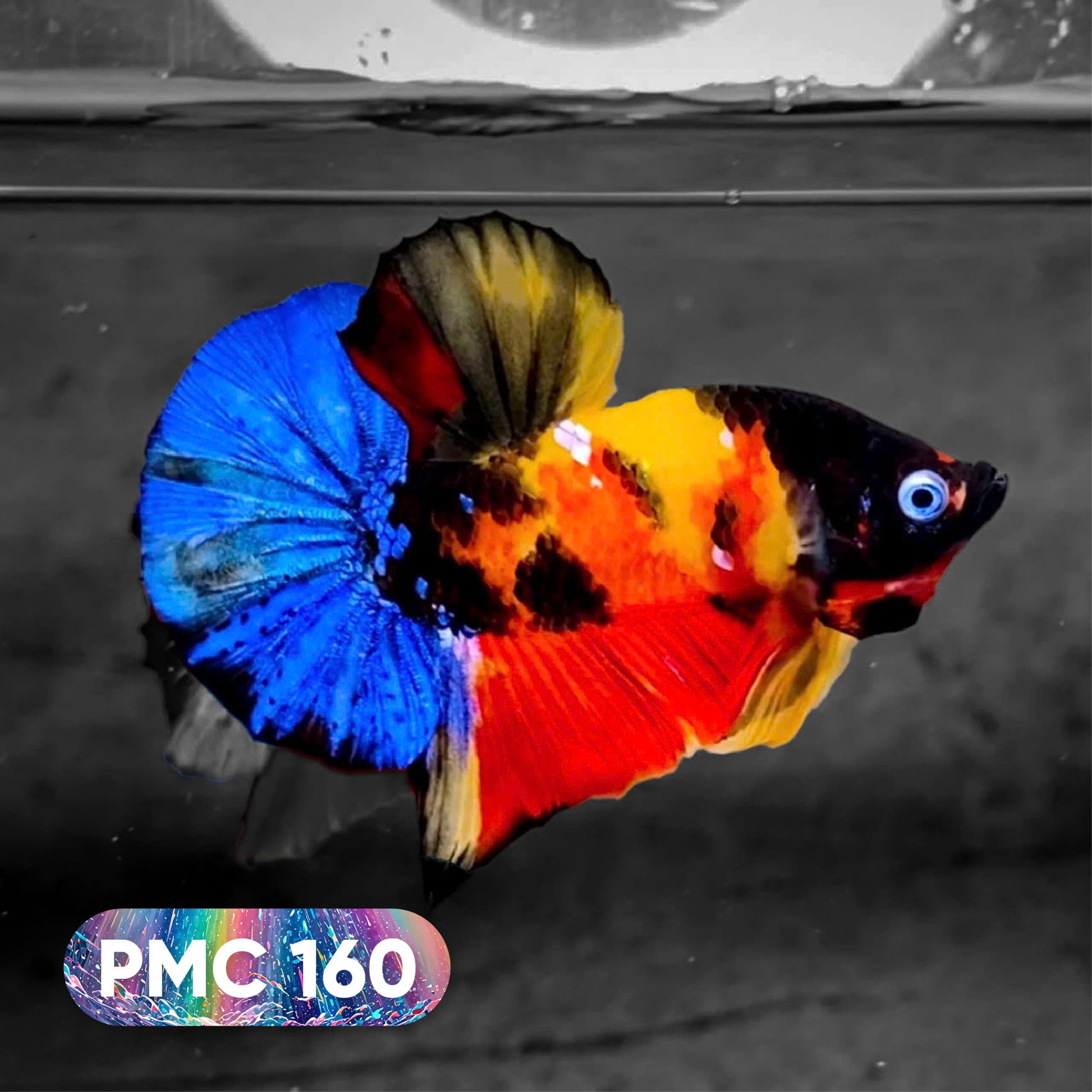 Koi Plakat Male Betta Fish