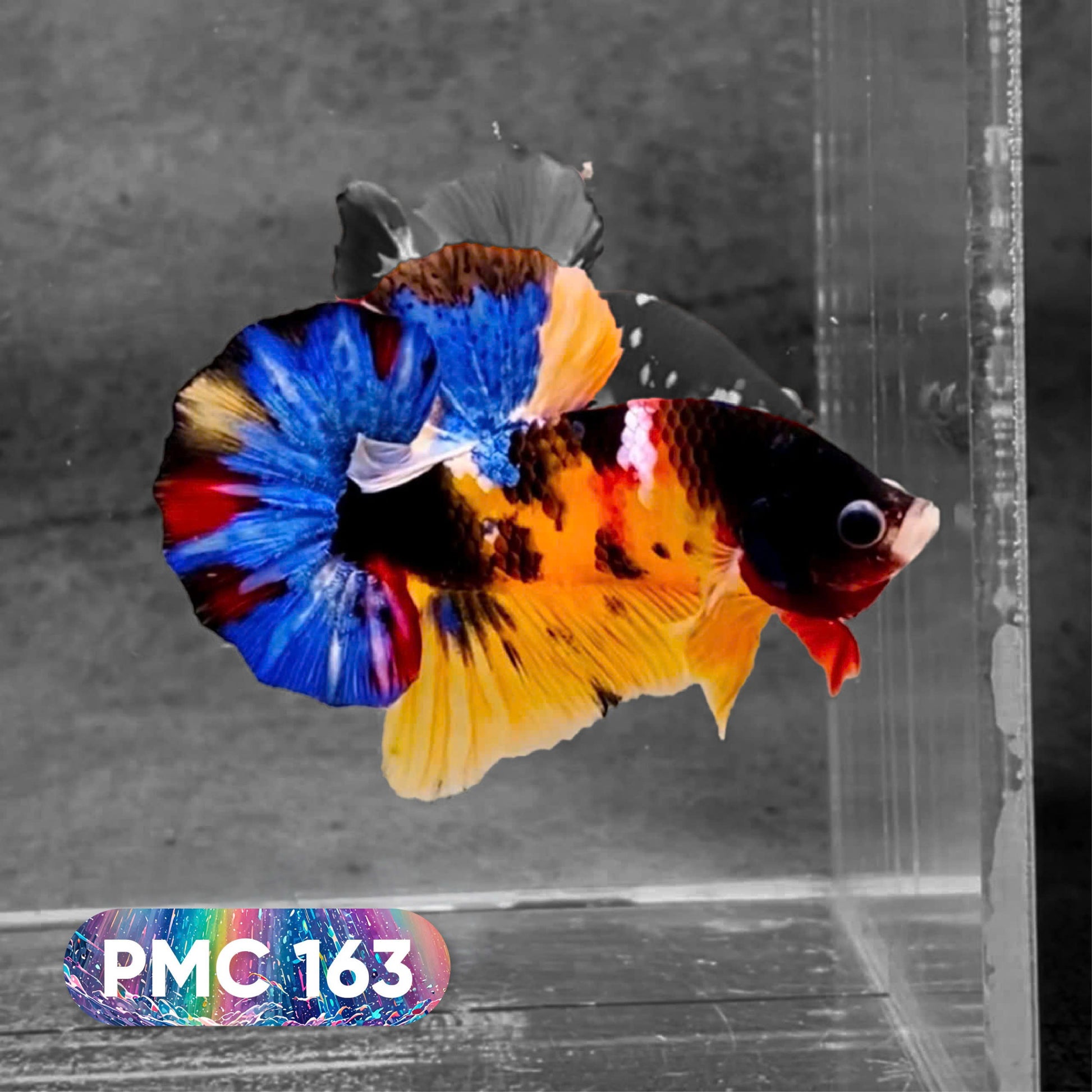 Koi Plakat Male Betta Fish