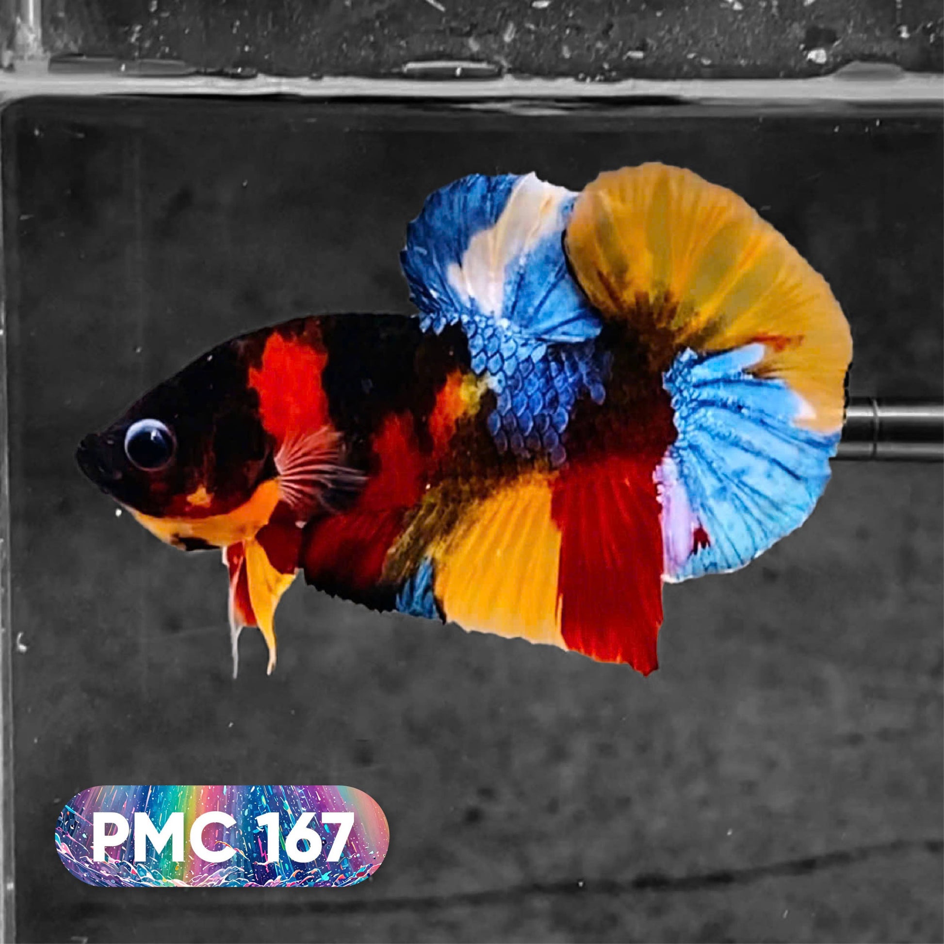 Koi Plakat Male Betta Fish