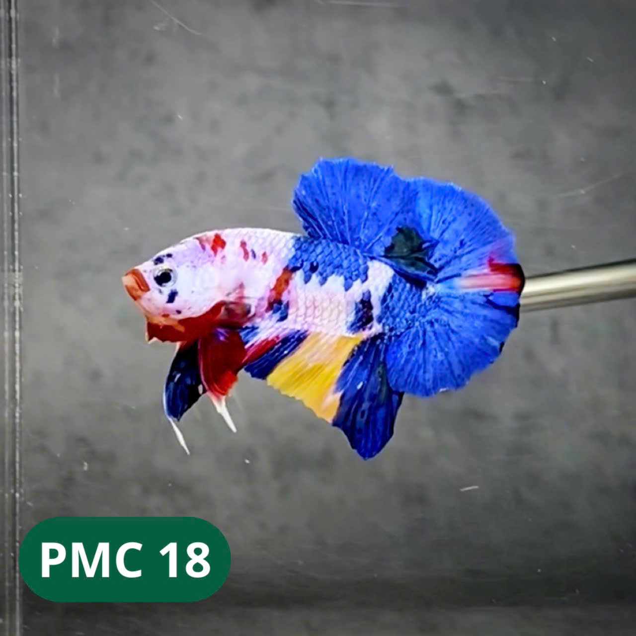 Multicolor Plakat Male Betta Fish |Show Grade| You Pick Fish