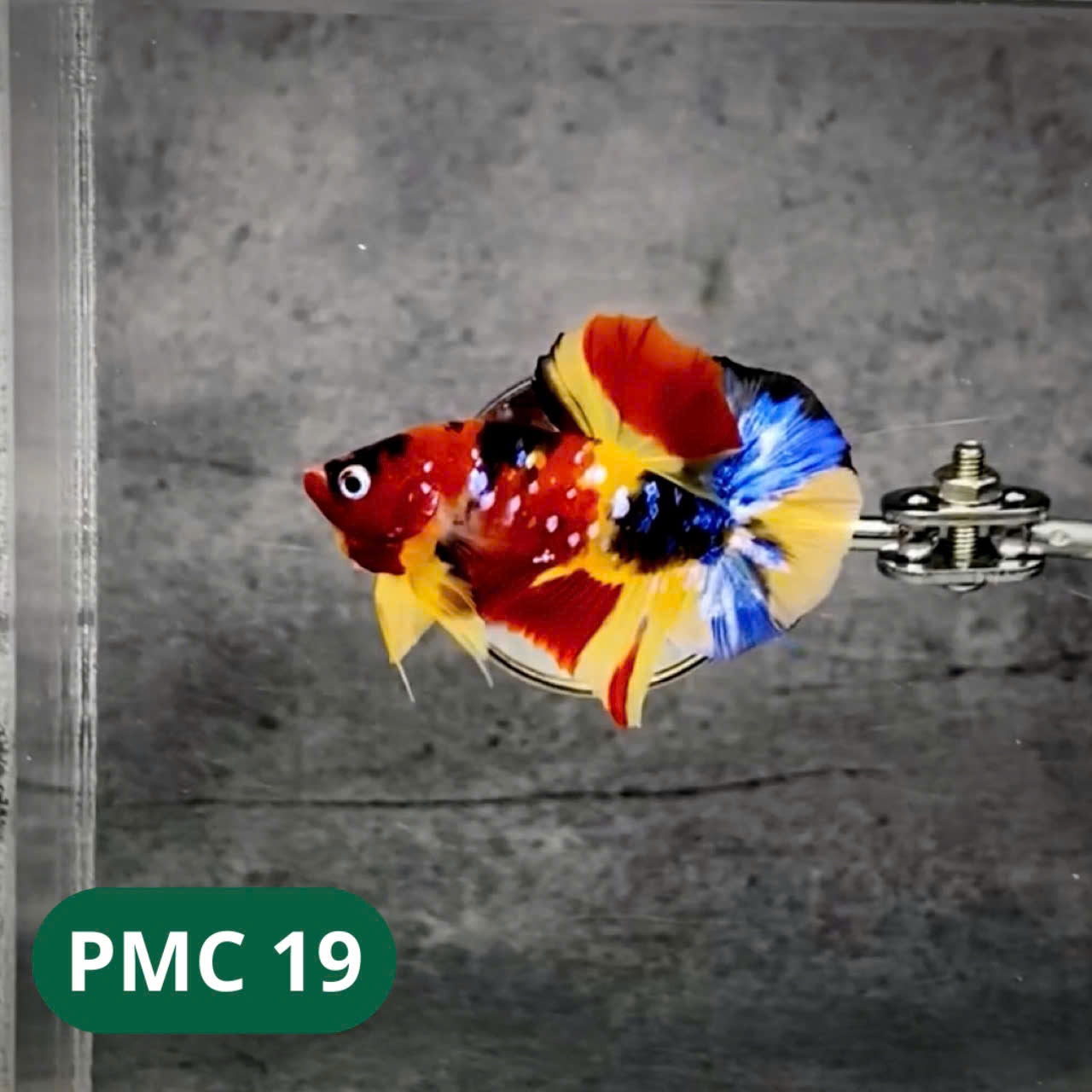 Multicolor Plakat Male Betta Fish |Show Grade| You Pick Fish