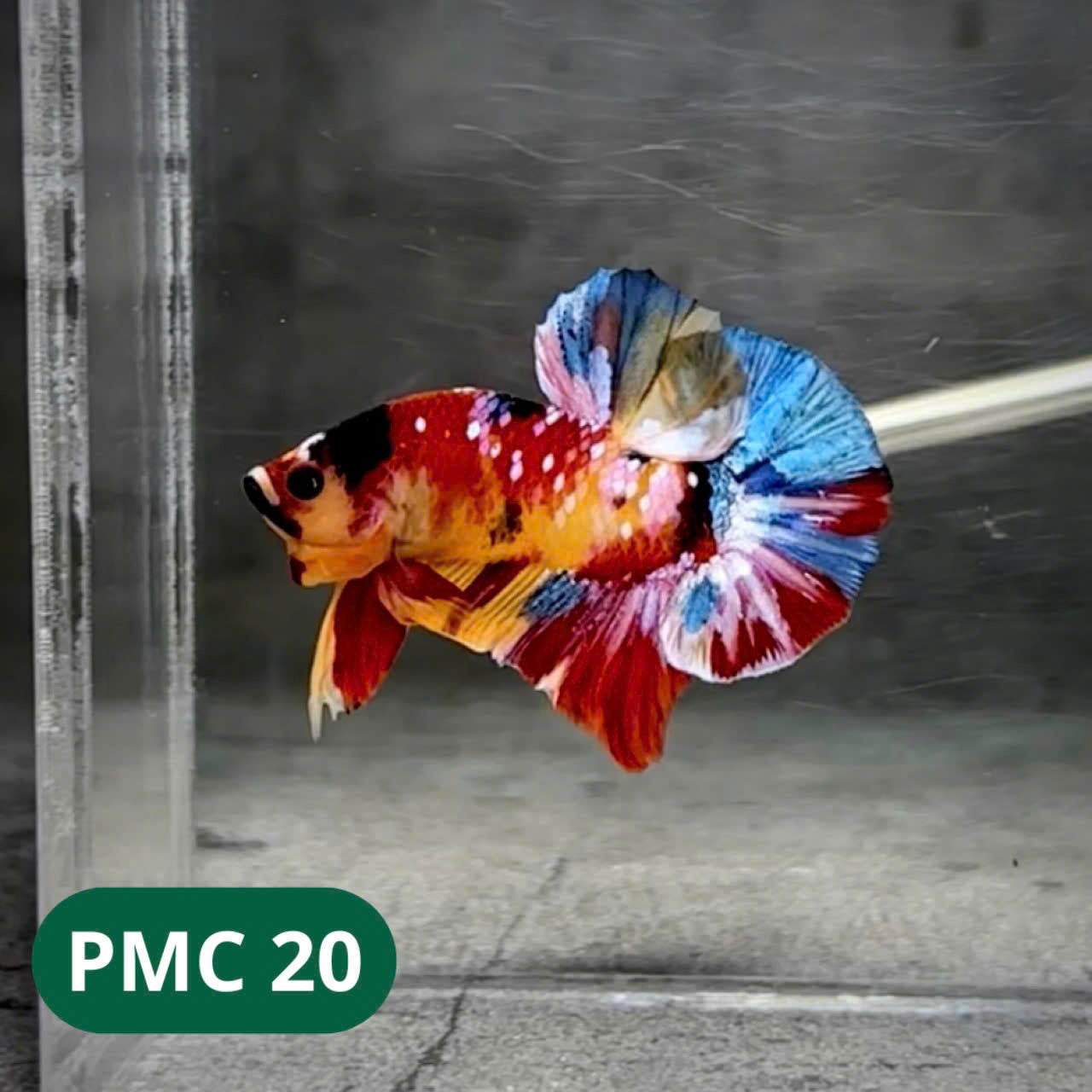 Multicolor Plakat Male Betta Fish |Show Grade| You Pick Fish